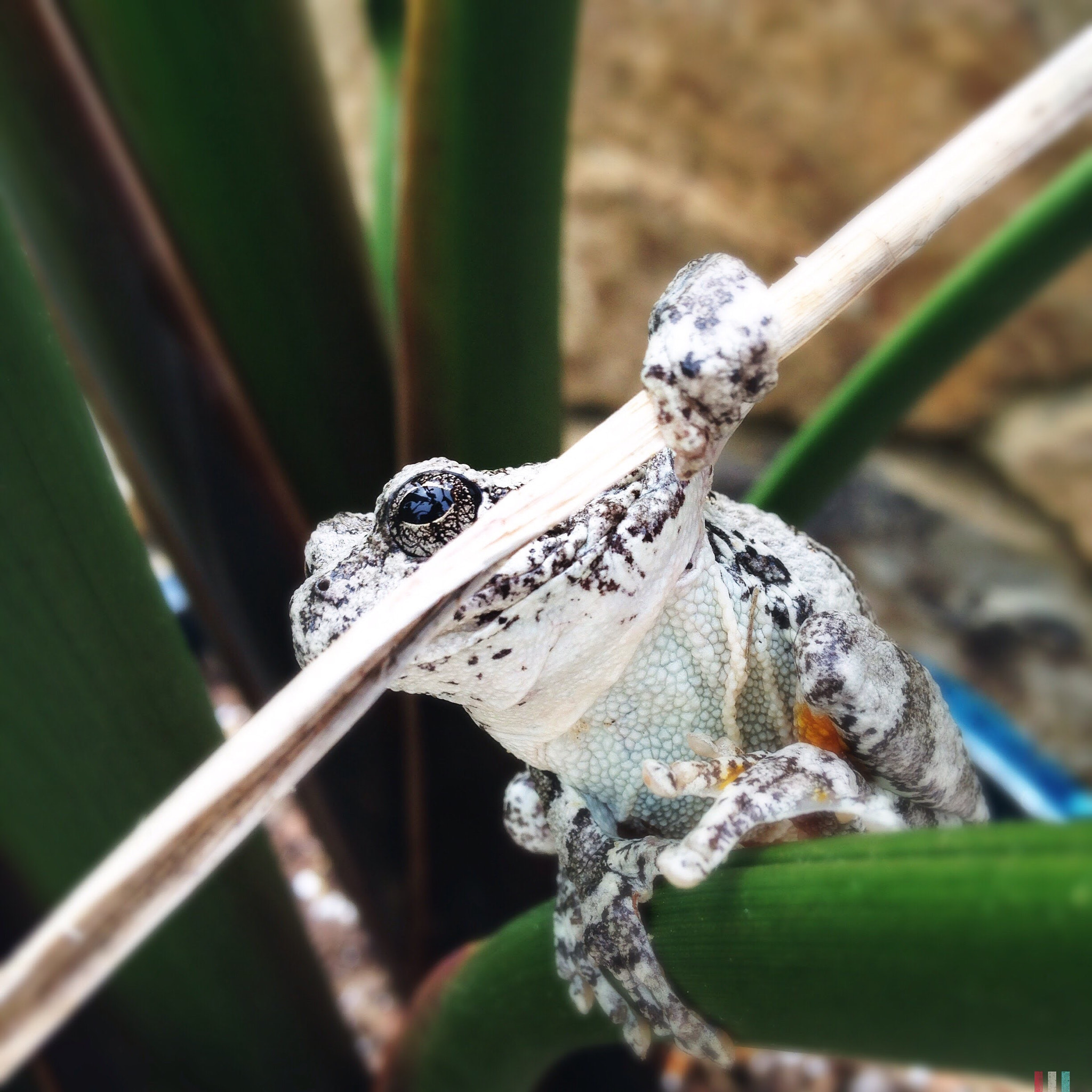 Hipstamatic 280 sample photo. A tree frog learning martial arts photography