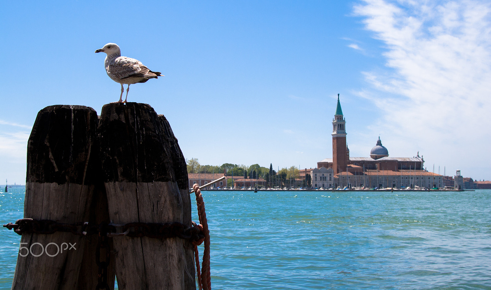 Canon EOS 1000D (EOS Digital Rebel XS / EOS Kiss F) + Canon EF 24-105mm F4L IS USM sample photo. Seagull in venice photography