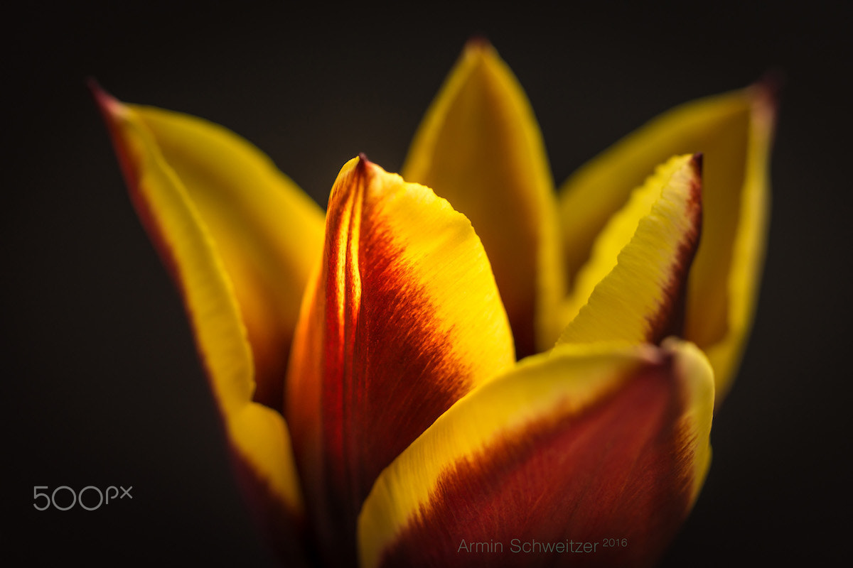 Sony SLT-A77 + 90mm F2.8 Macro SSM sample photo. Burning tulip photography