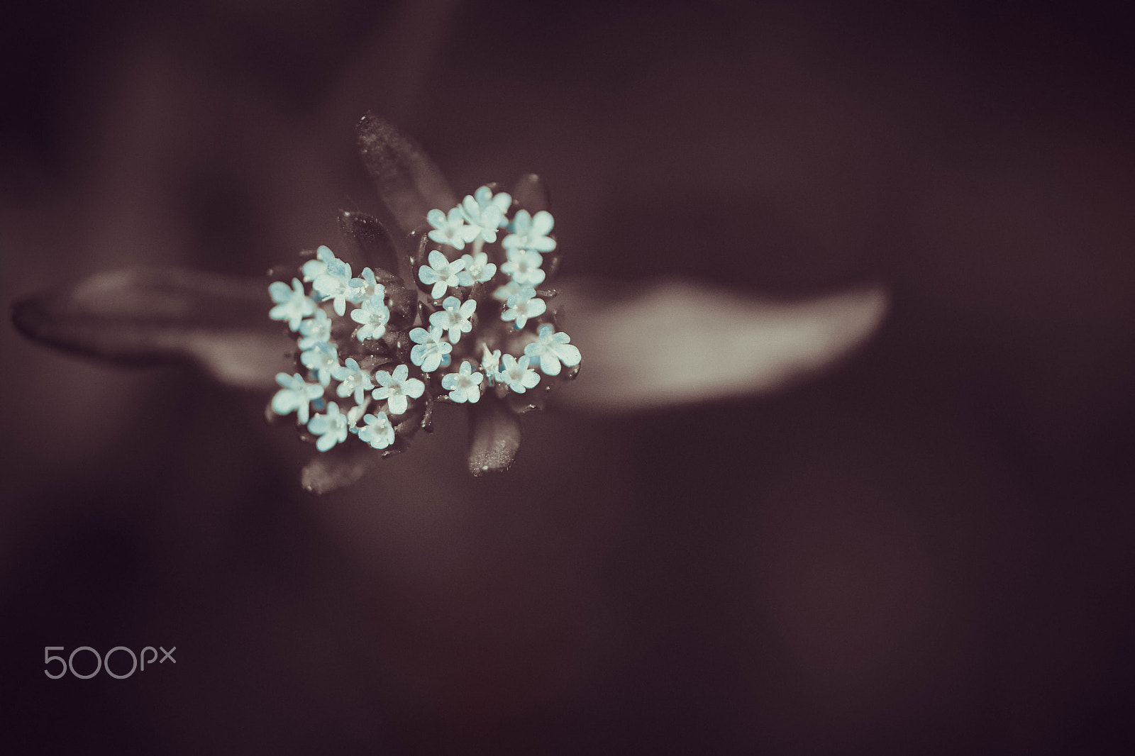 NX 60mm F2.8 Macro sample photo. Little flowers photography