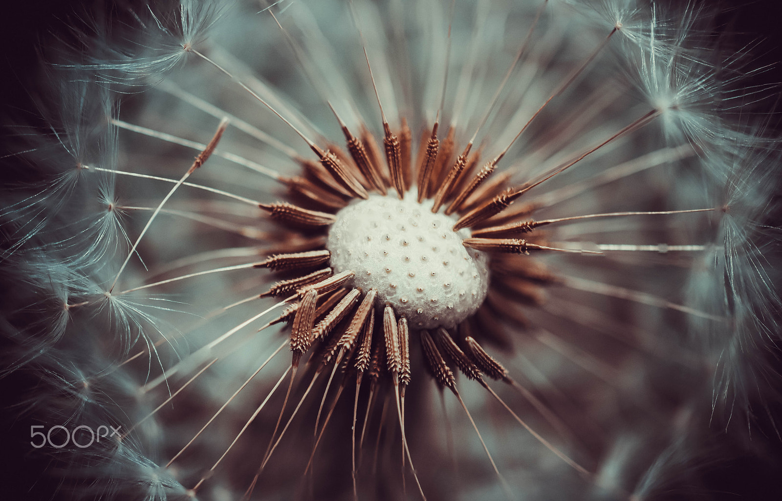 Samsung NX1 + NX 60mm F2.8 Macro sample photo. Dandelion photography