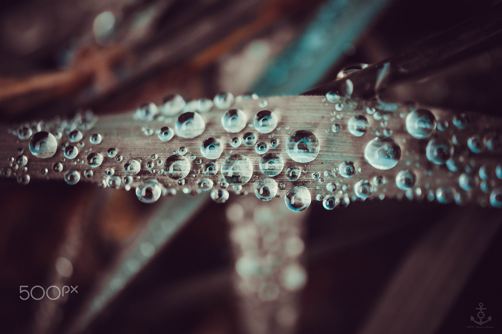 Samsung NX30 + NX 60mm F2.8 Macro sample photo. Rain drops photography