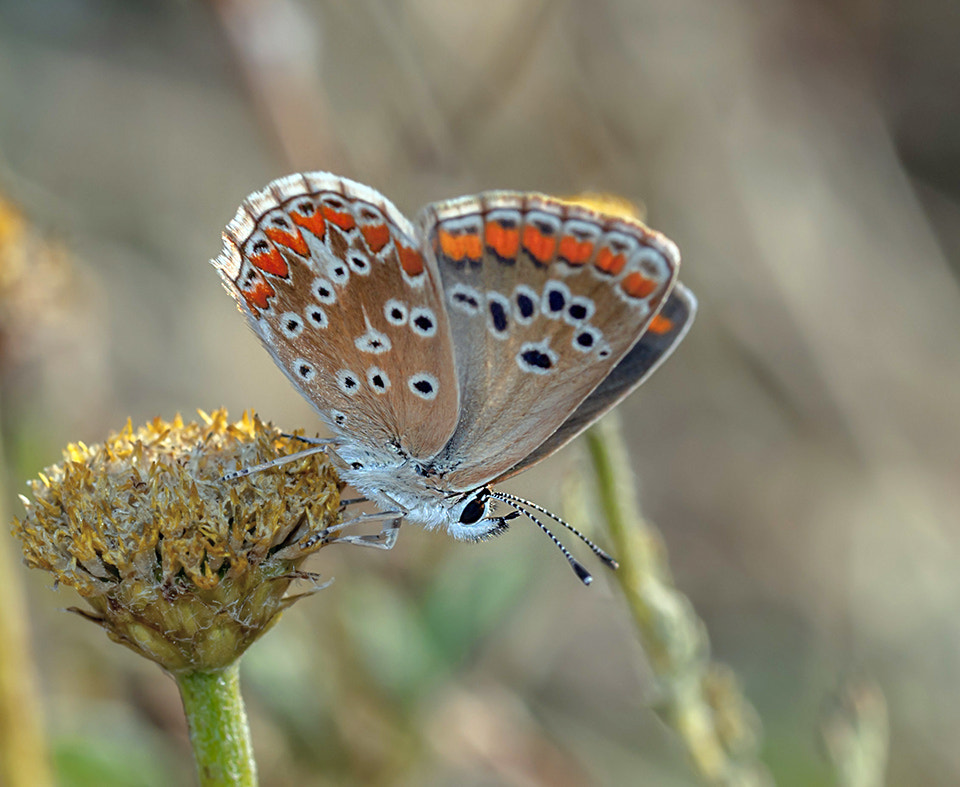 Sony Alpha DSLR-A700 + Tamron SP AF 90mm F2.8 Di Macro sample photo. Mariposilla photography