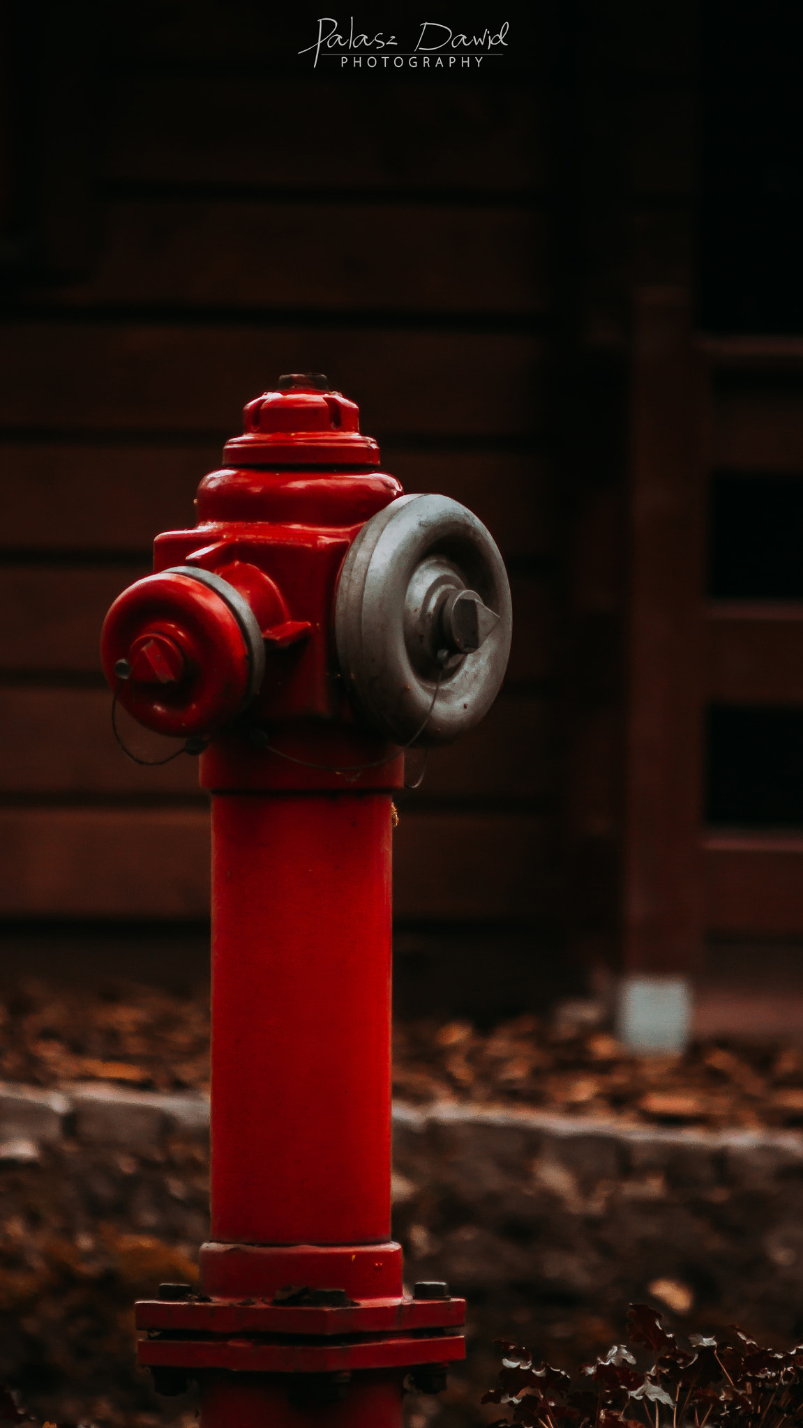 Sony SLT-A57 + Minolta AF 70-210mm F4 Macro sample photo. Red friend photography