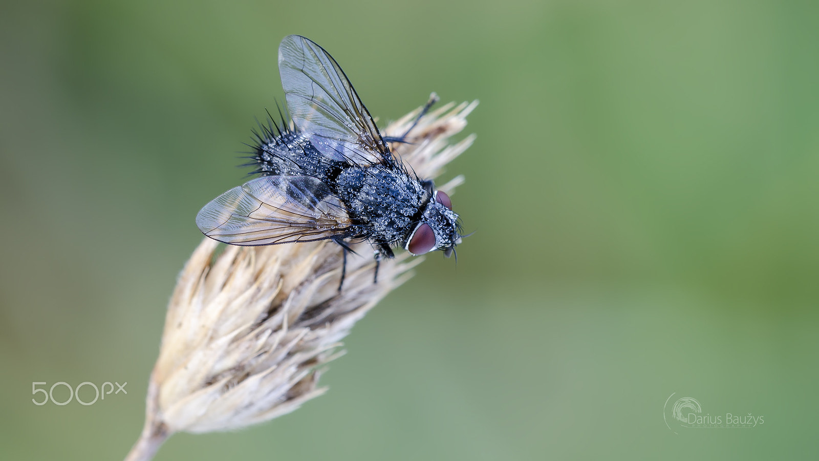 Sigma 150mm F2.8 EX DG OS Macro HSM sample photo. Dewy photography