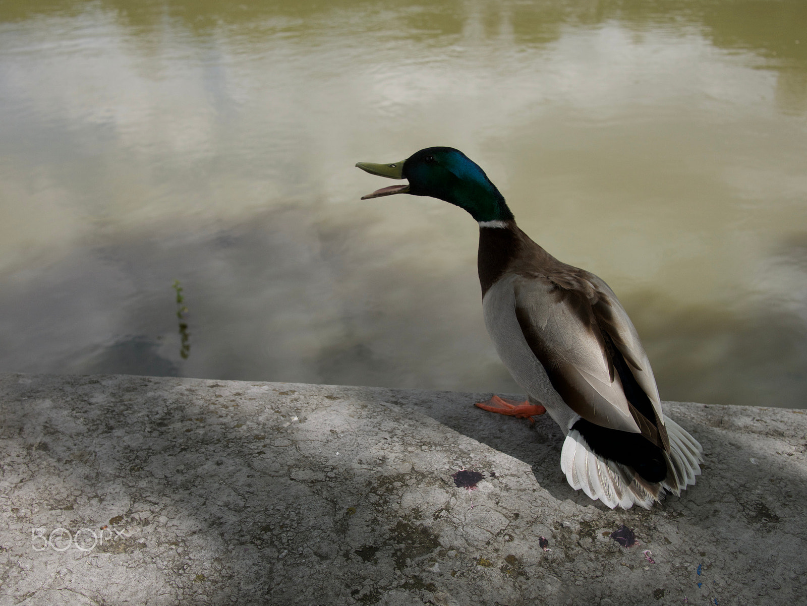 Panasonic Lumix DMC-G7 + Panasonic Lumix G 20mm F1.7 ASPH sample photo. Canard photography