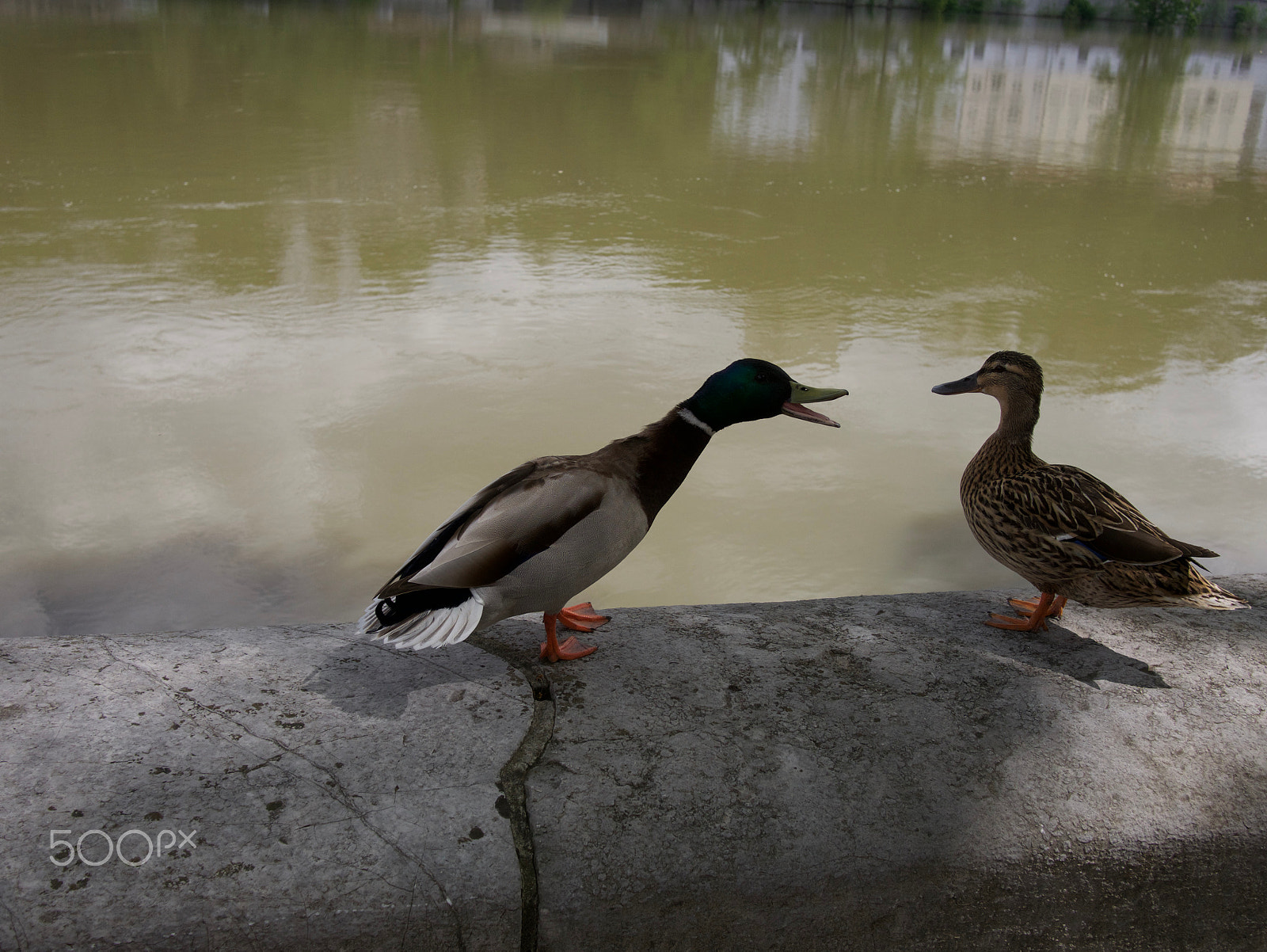 Panasonic Lumix DMC-G7 + Panasonic Lumix G 20mm F1.7 ASPH sample photo. Canard photography