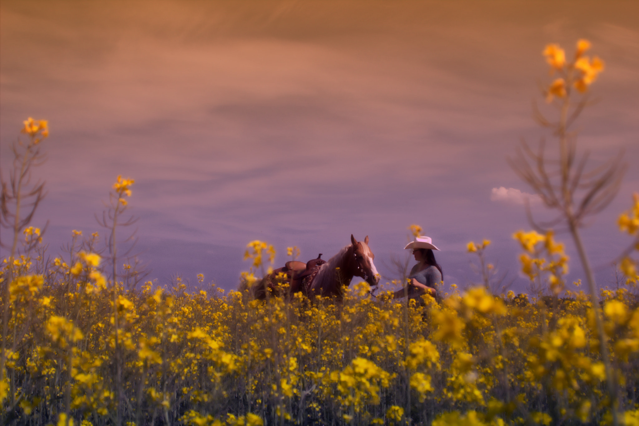 Canon EF 28-80mm f/3.5-5.6 sample photo. Middle of rape land photography