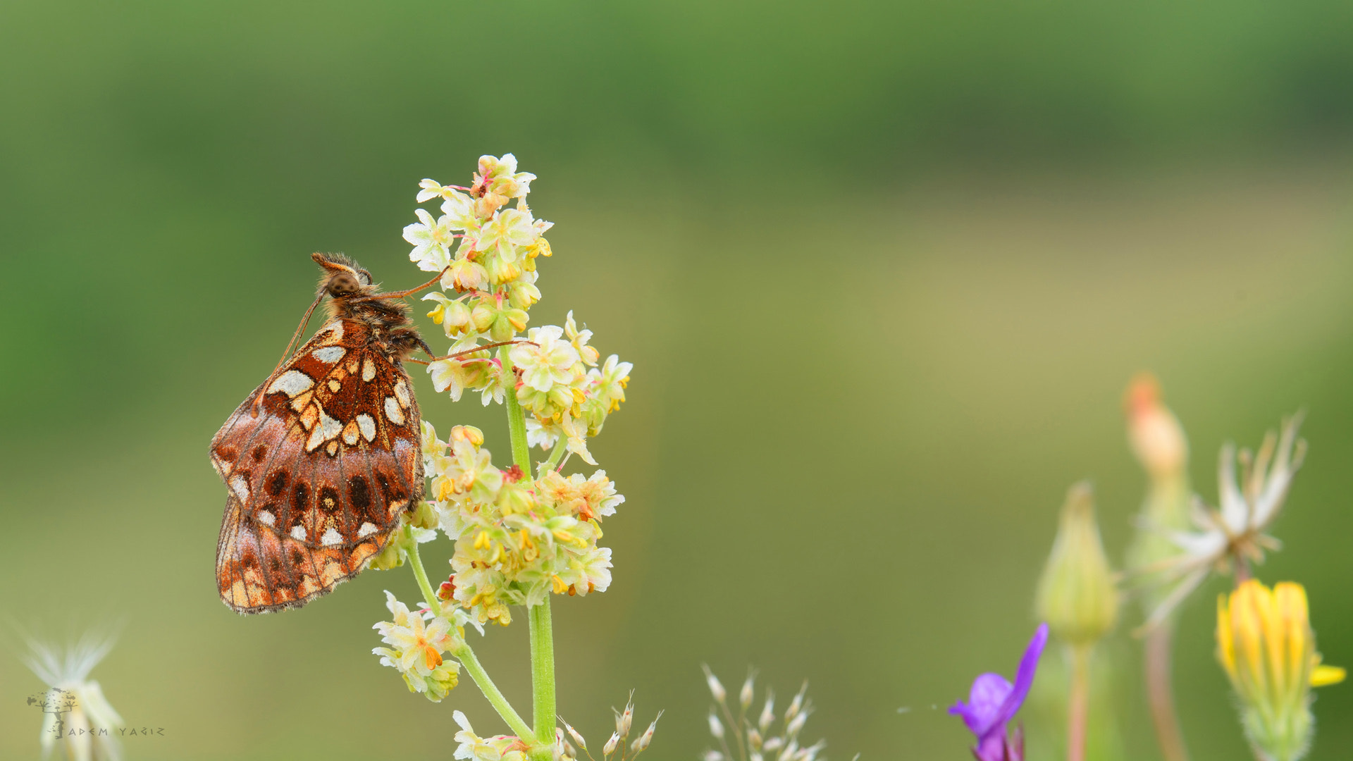 Nikon D7100 + Nikon AF Nikkor 28mm F2.8D sample photo. Boloria dia photography