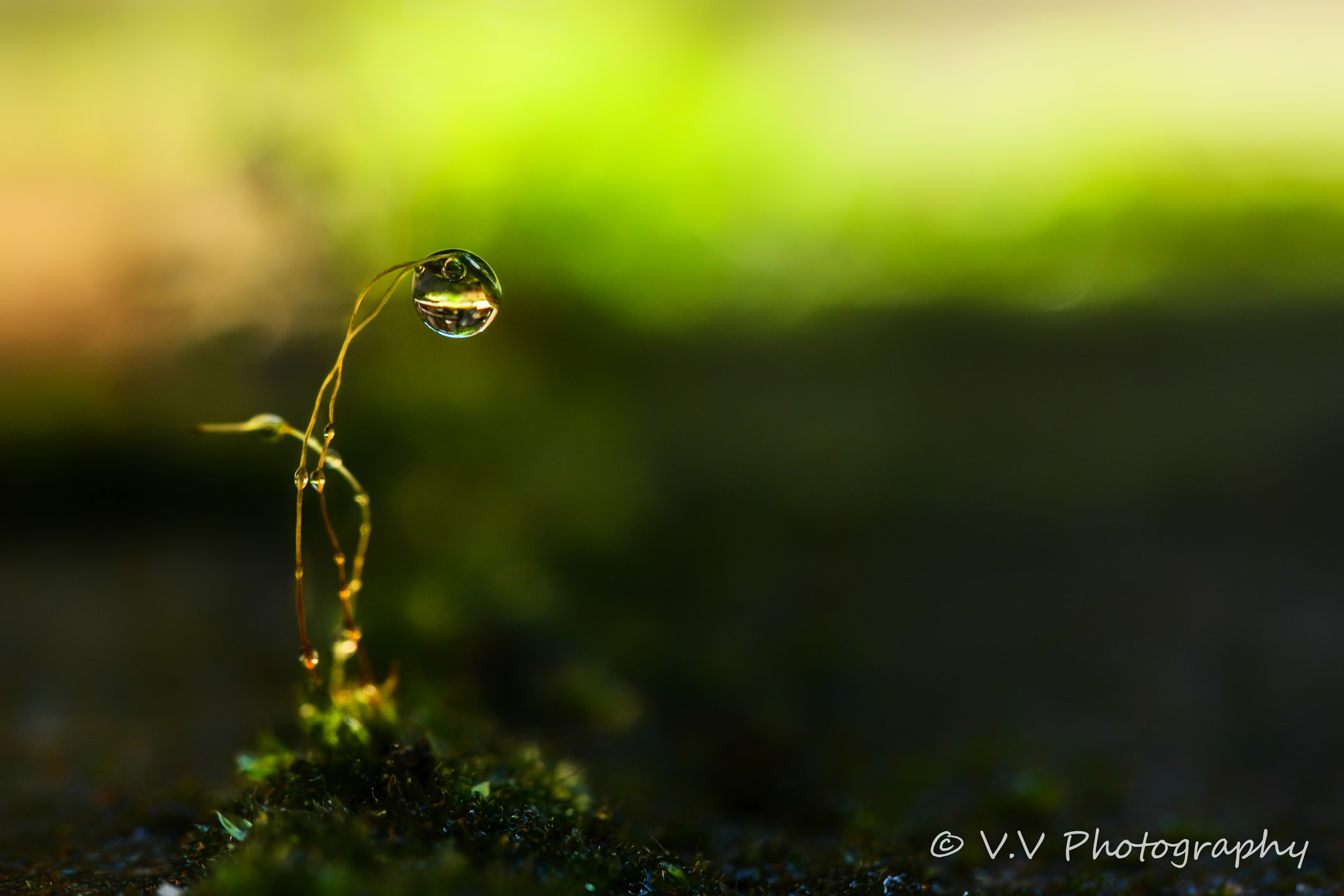 Samsung NX500 + NX 60mm F2.8 Macro sample photo. Good morning! photography