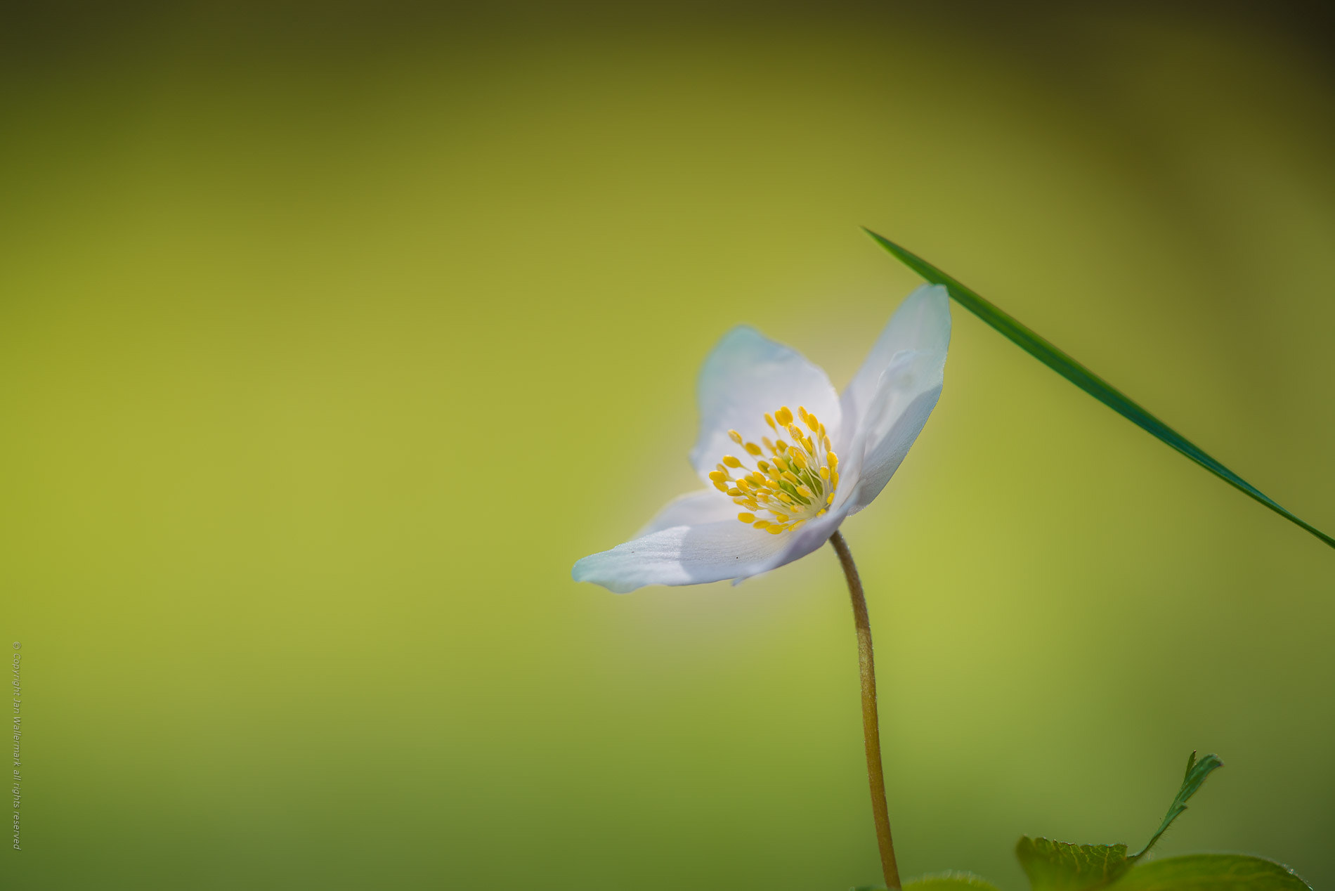 Sigma APO Macro 180mm F3.5 EX DG HSM sample photo. A proud anemone photography