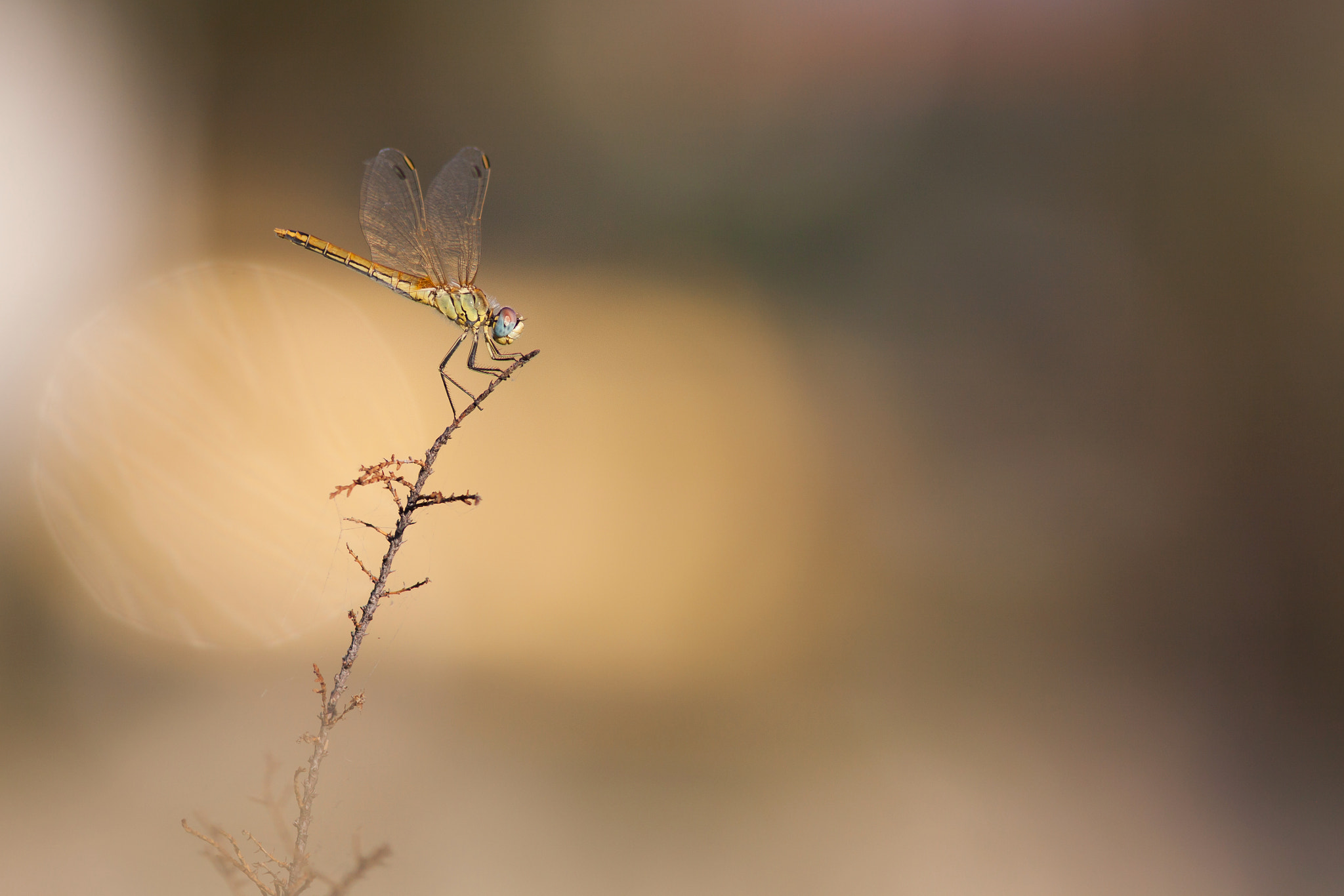 Canon EOS 50D + Canon EF 300mm F4L IS USM sample photo. Bokeh or photography