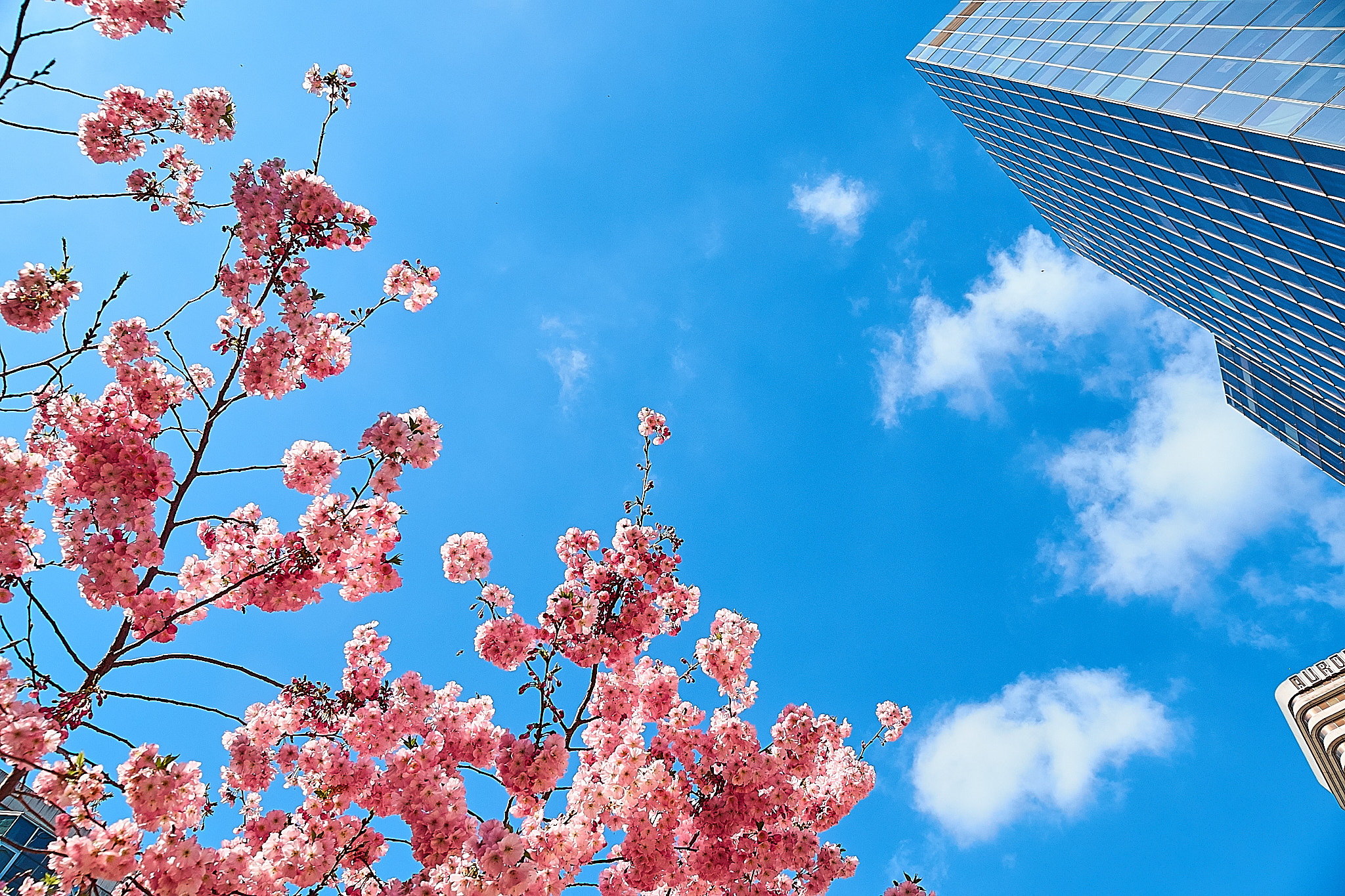 Sony Alpha a99 sample photo. Paris sakura photography