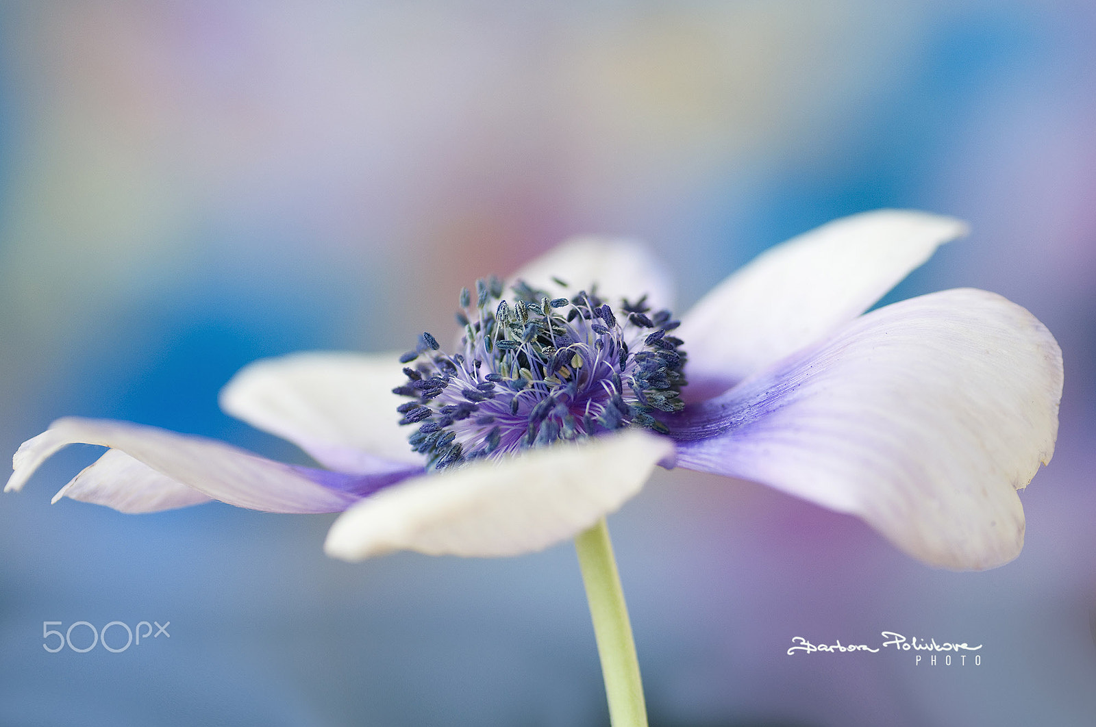 Nikon D300S sample photo. I wish i could fly photography