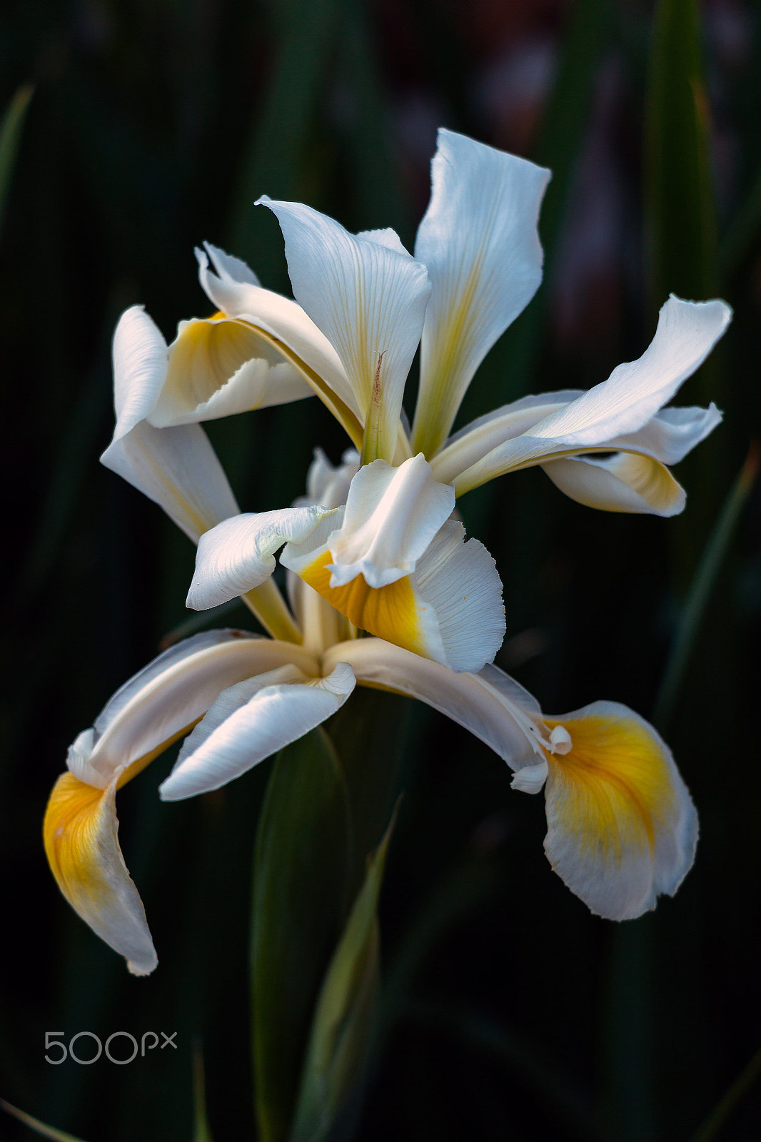 Canon EF-S 18-135mm F3.5-5.6 IS STM sample photo. Iris sauvage photography