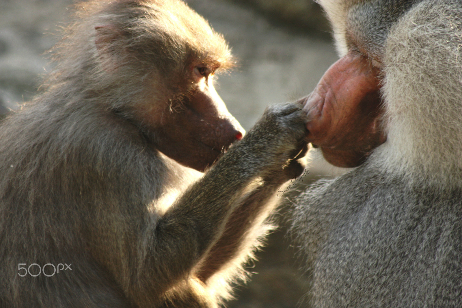 Canon EOS 450D (EOS Rebel XSi / EOS Kiss X2) sample photo. Morning routine (monkey edition) photography
