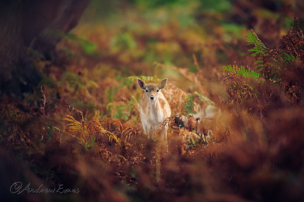 Nikon AF-S Nikkor 400mm F2.8G ED VR II sample photo. Standing out photography