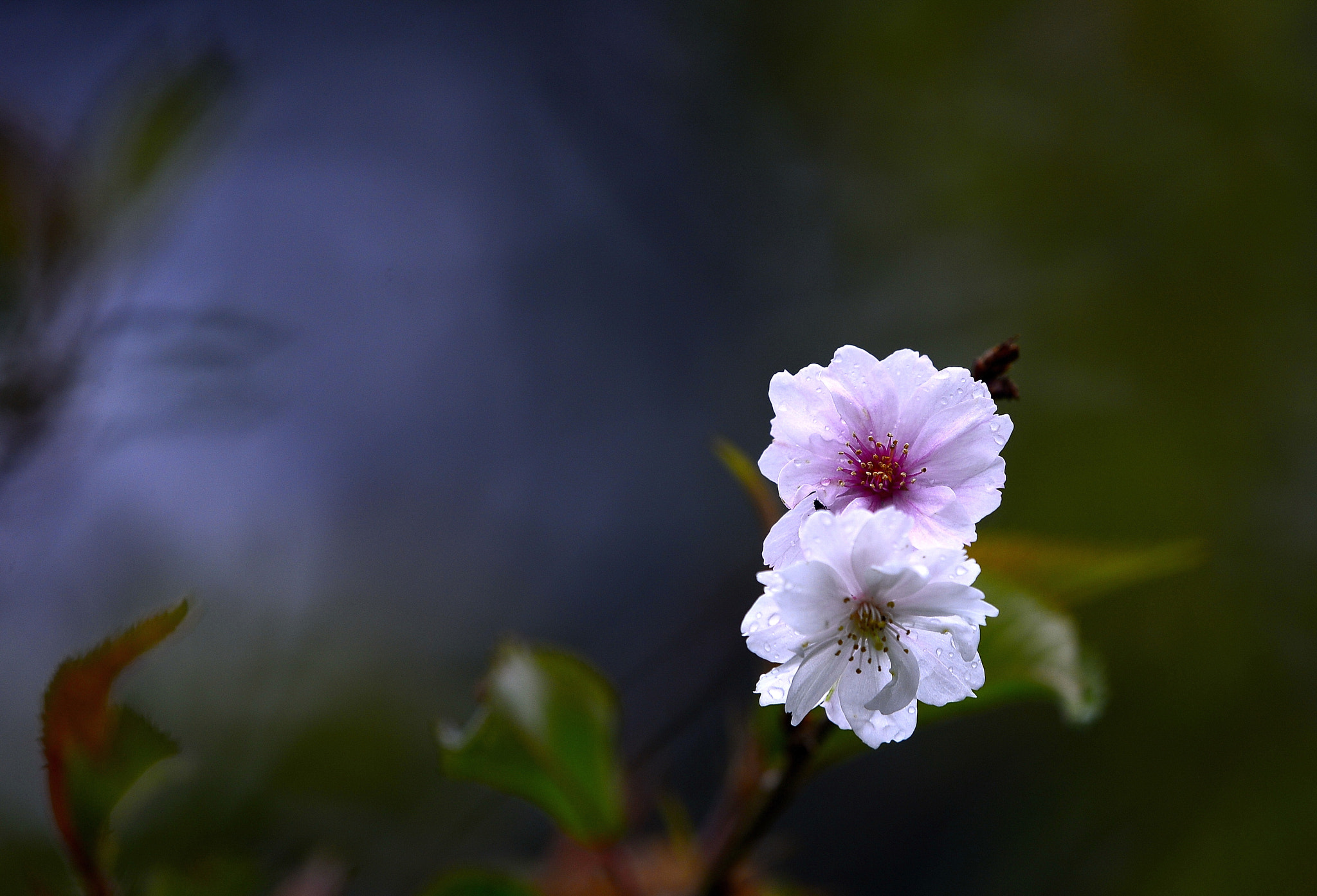 Nikon Nikkor AF-S 300mm F4E PF ED VR sample photo. The beauty of two photography