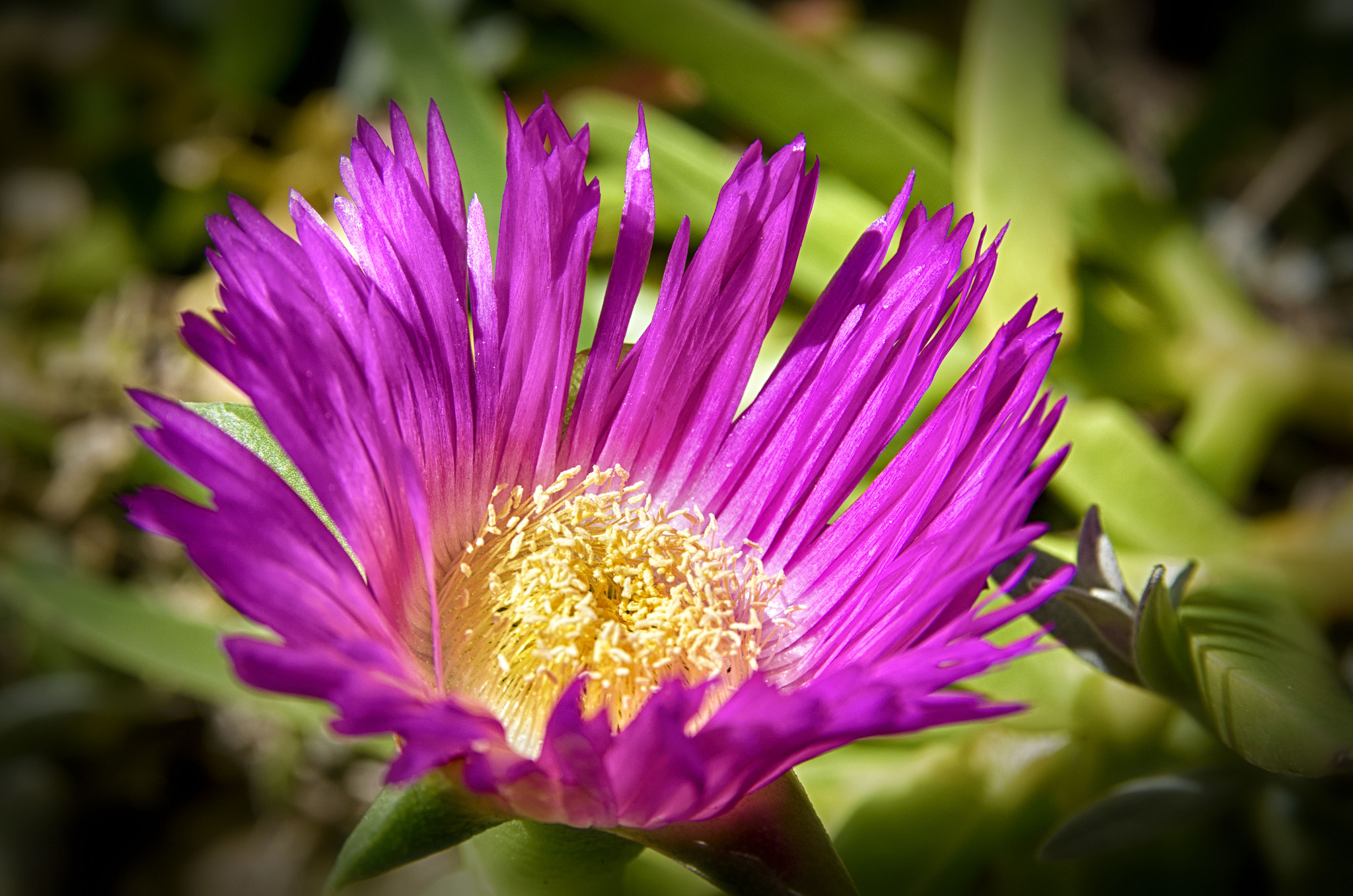 Nikon D5100 + Sigma 17-70mm F2.8-4 DC Macro OS HSM | C sample photo. Purple succulent flower photography