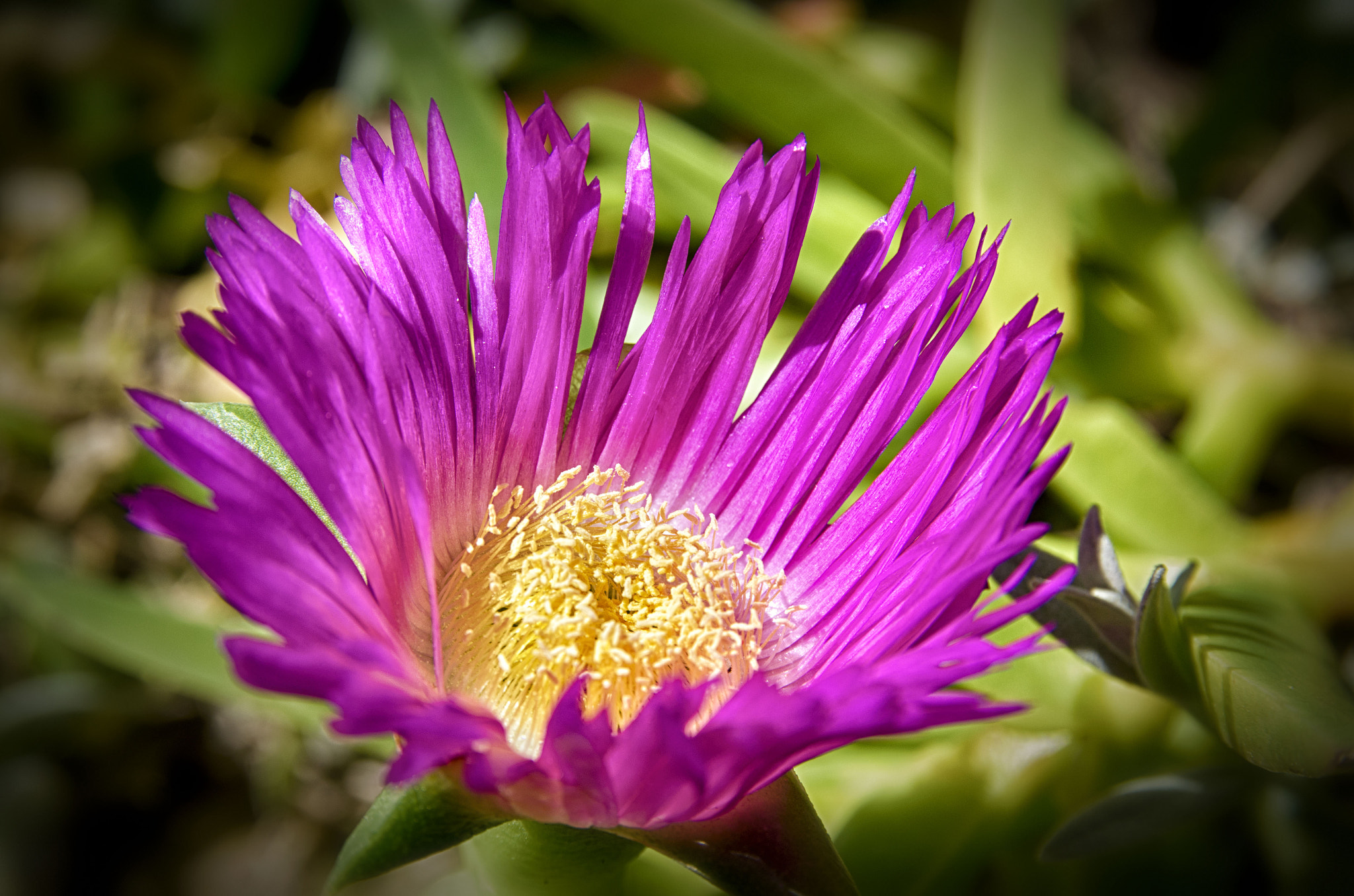 Sigma 17-70mm F2.8-4 DC Macro OS HSM | C sample photo. Purple succulent flower photography
