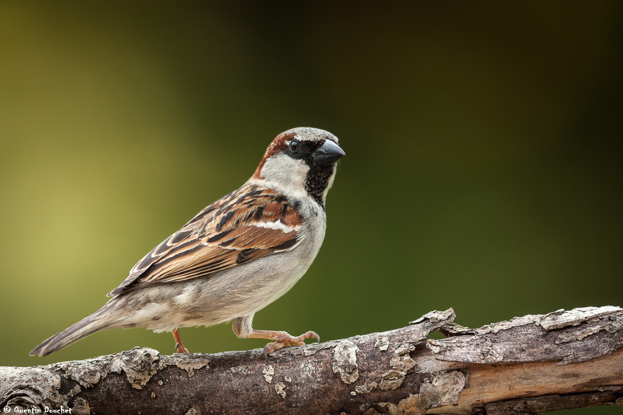 Canon EF 600mm F4L IS II USM sample photo. Moineau photography