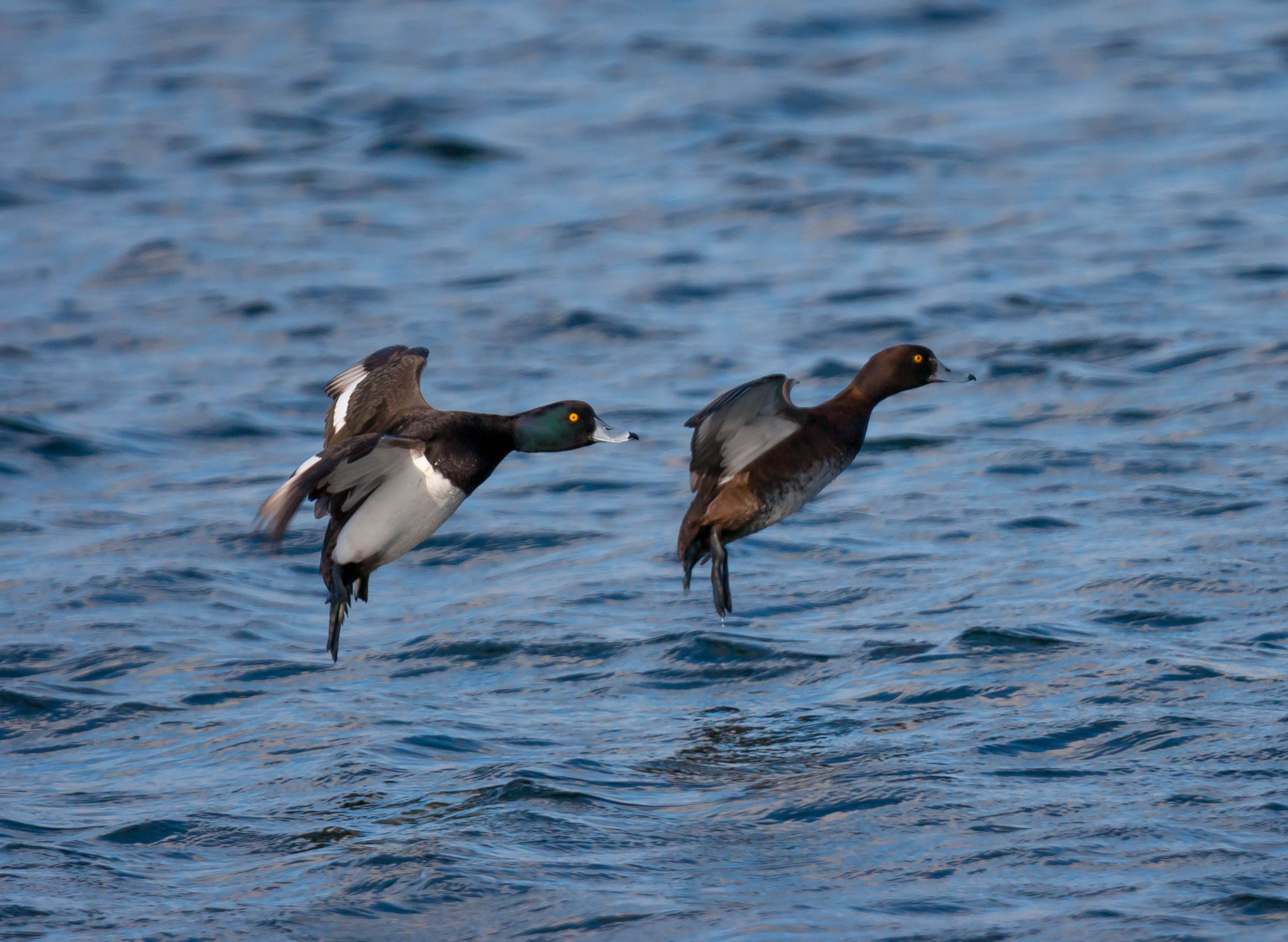 Canon EOS-1D Mark III sample photo. Ducks landing photography