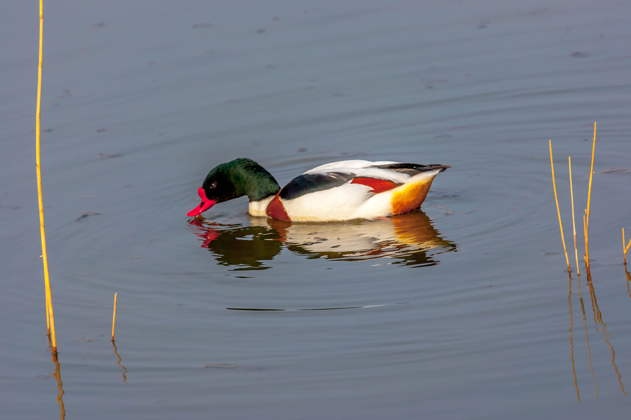 Canon EOS-1D Mark III + Canon EF 100-400mm F4.5-5.6L IS USM sample photo. Duck 1 photography