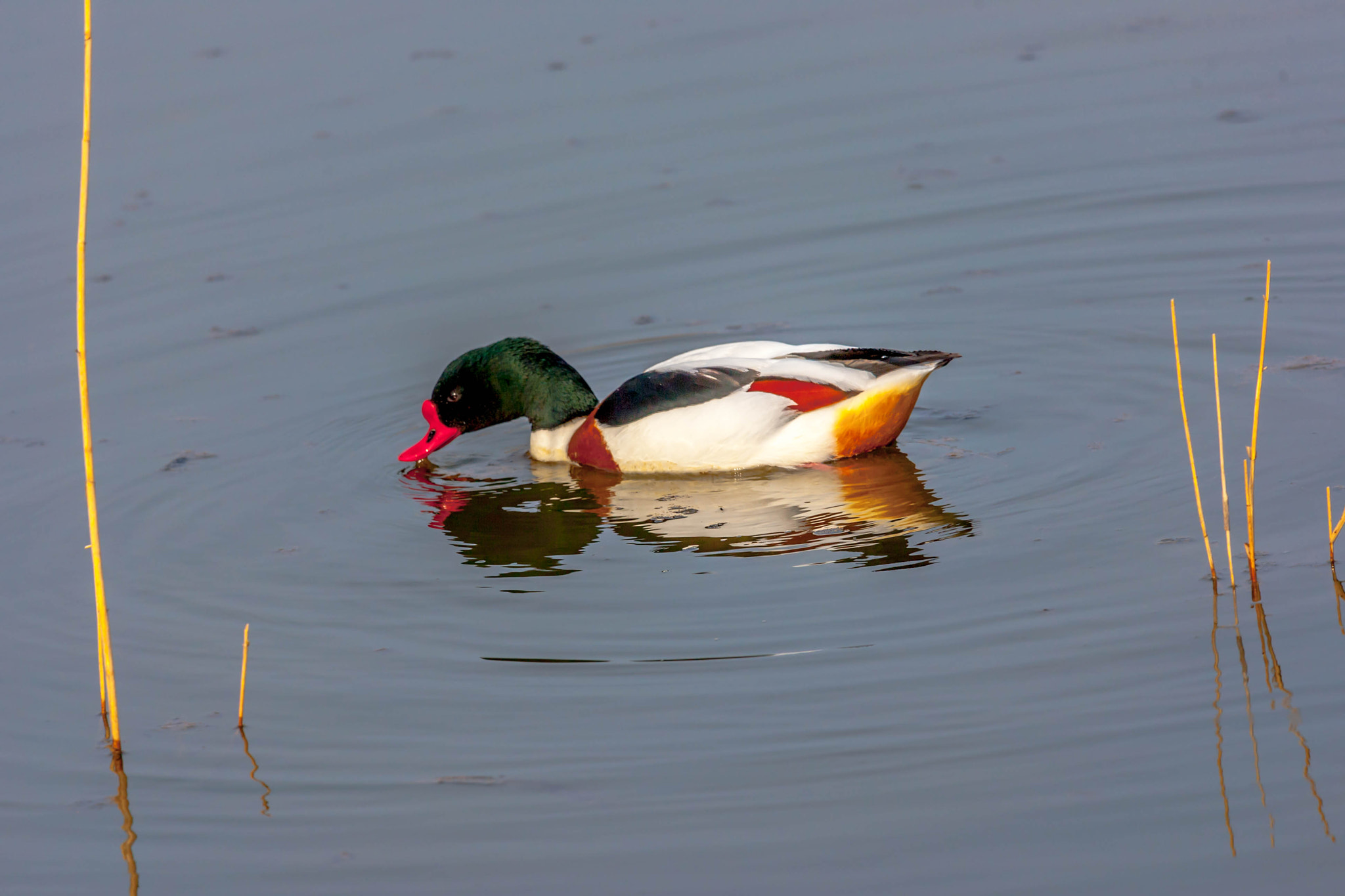 Canon EOS-1D Mark III sample photo. Duck 1 photography