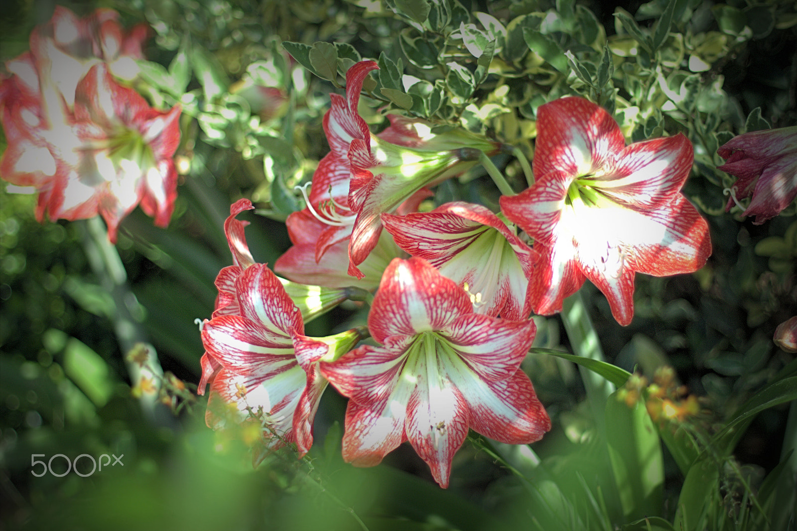 Canon EOS 600D (Rebel EOS T3i / EOS Kiss X5) + Canon EF 50mm F1.4 USM sample photo. Amaryllis photography