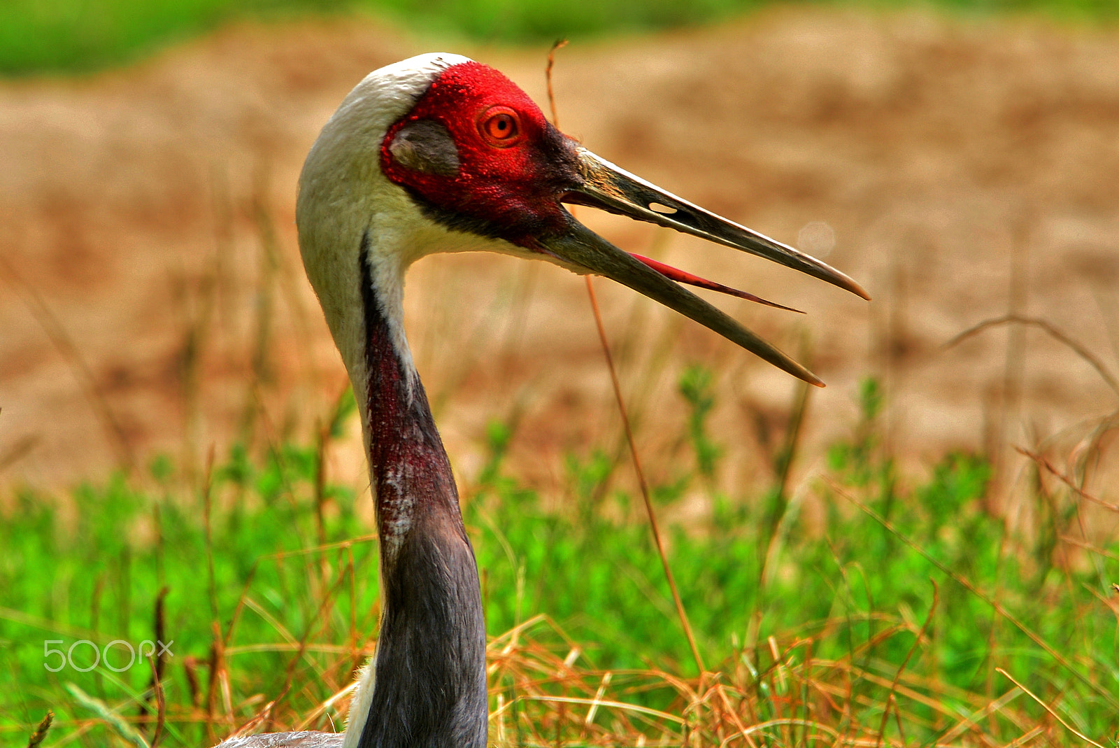 Sigma 120-400mm F4.5-5.6 DG OS HSM sample photo. Bird photography