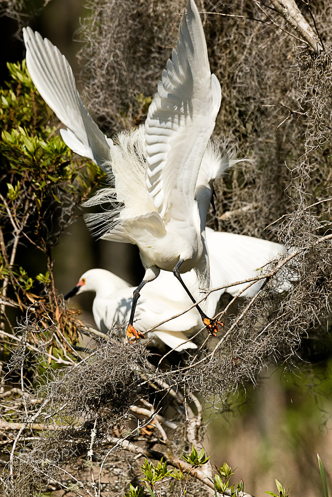 Sigma 150-600mm F5-6.3 DG OS HSM | C sample photo. Snowy egret mating plumage photography