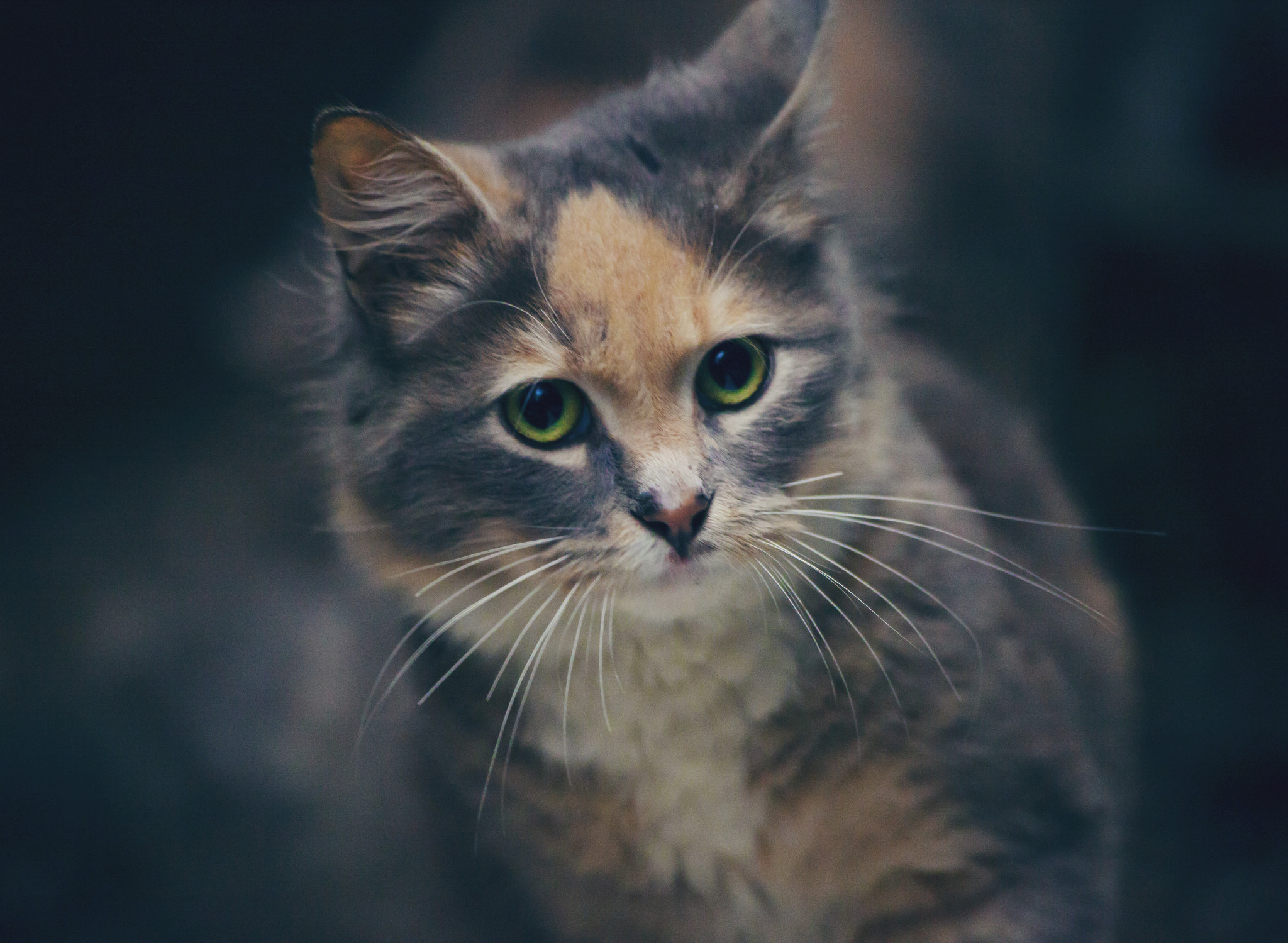 Sigma 70-300mm F4-5.6 APO DG Macro sample photo. Cat photography