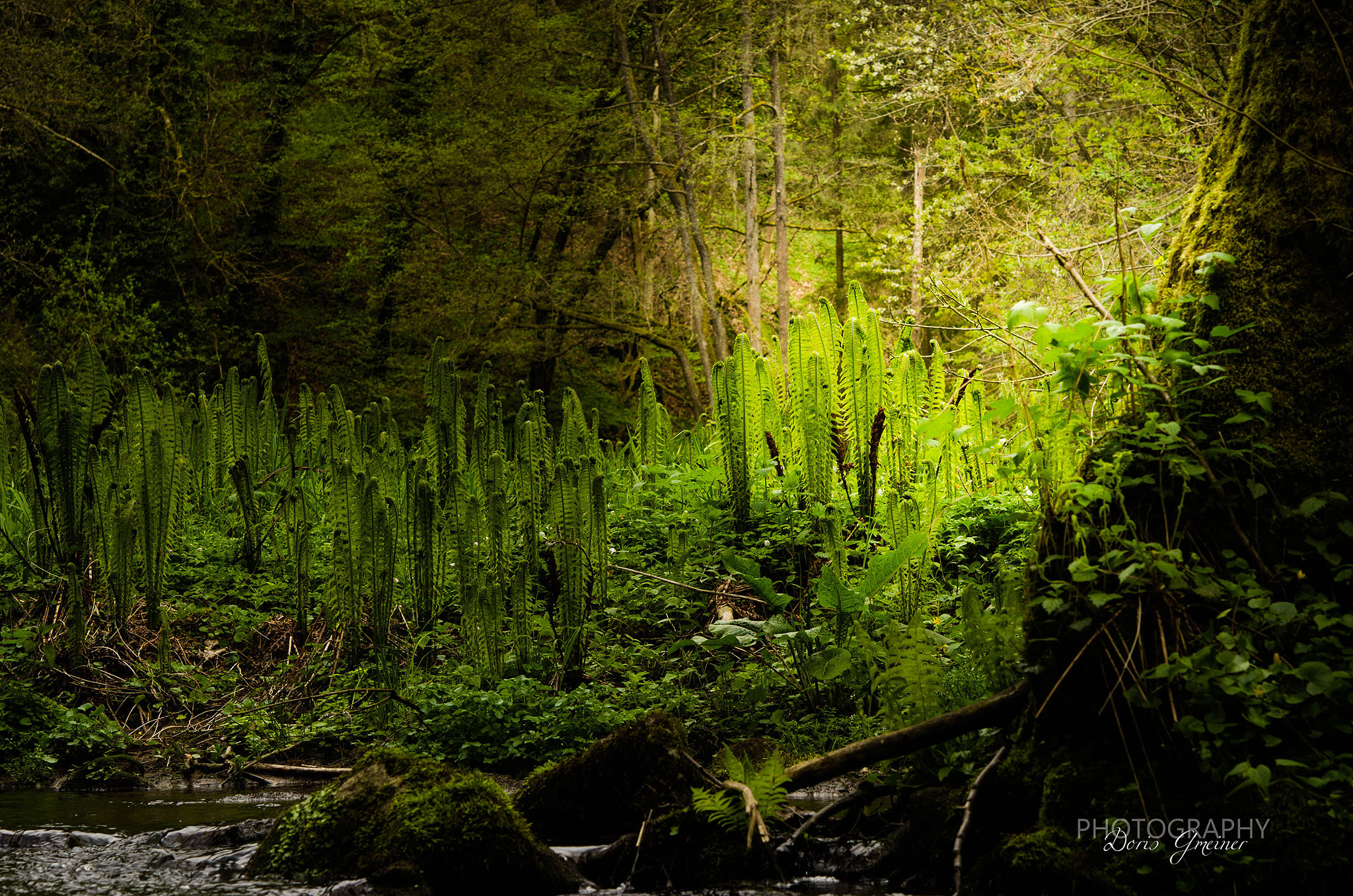 Nikon AF-S Micro-Nikkor 60mm F2.8G ED sample photo. Farmwald photography