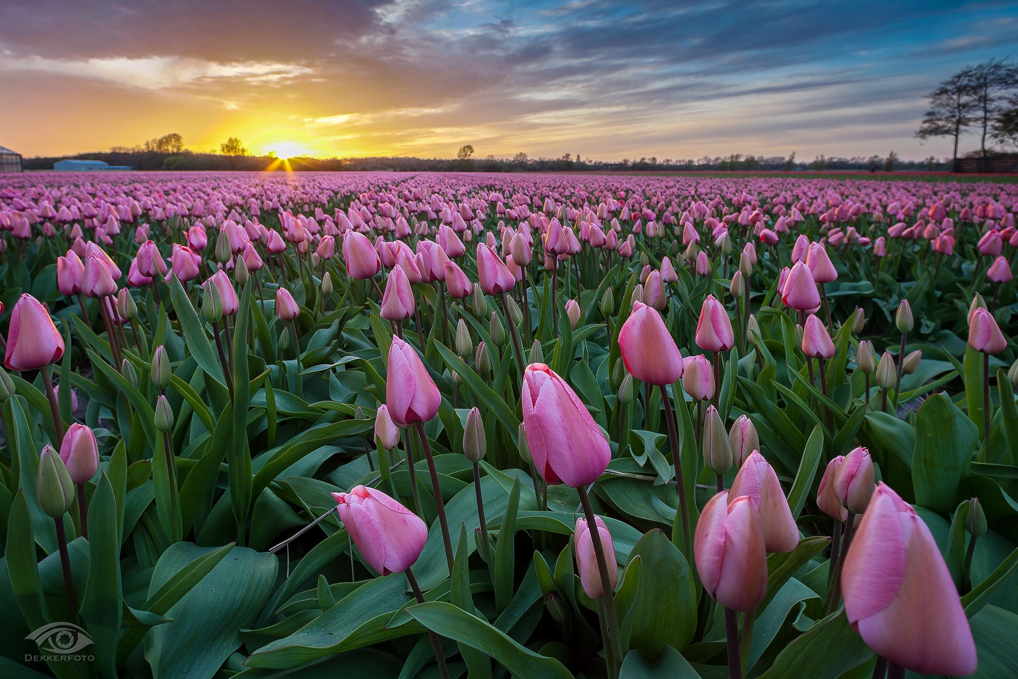 Canon EF 14mm F2.8L USM sample photo. Colorful sunset photography