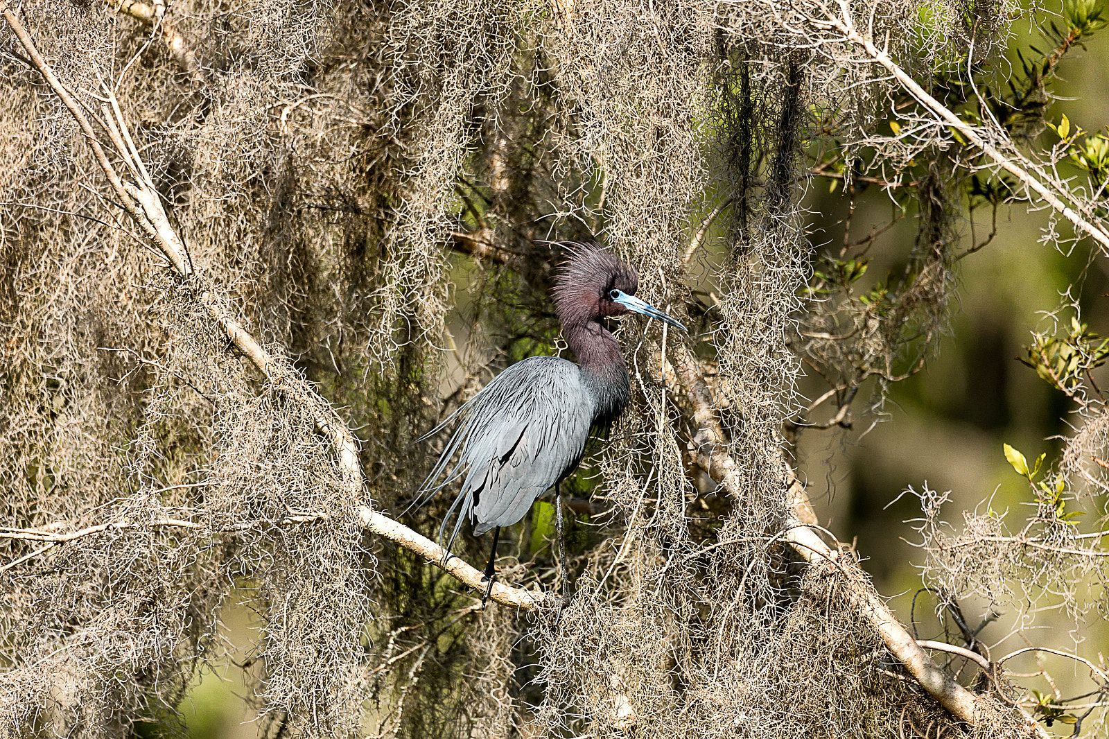 Canon EOS 5DS + Sigma 150-600mm F5-6.3 DG OS HSM | C sample photo. Little blue heron mating plumage 2 photography