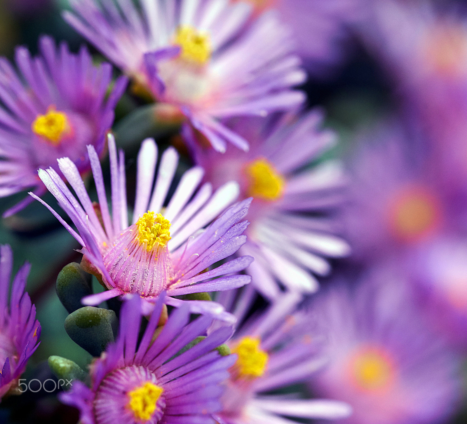 105mm F2.8 sample photo. Mittagsblume - lampranthus deltoides photography