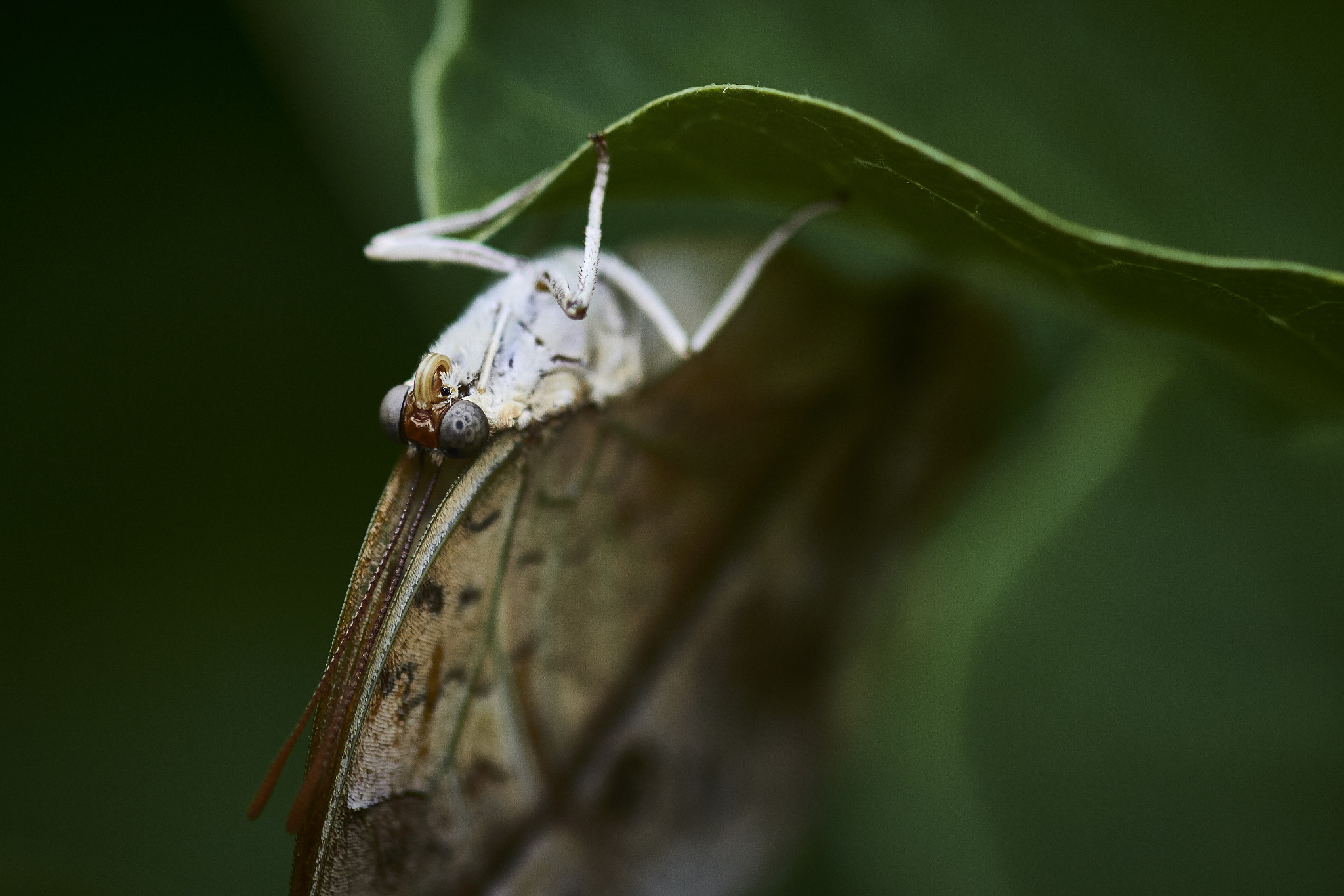 Canon EOS 7D + Canon EF 100mm F2.8 Macro USM sample photo. Butterfly photography