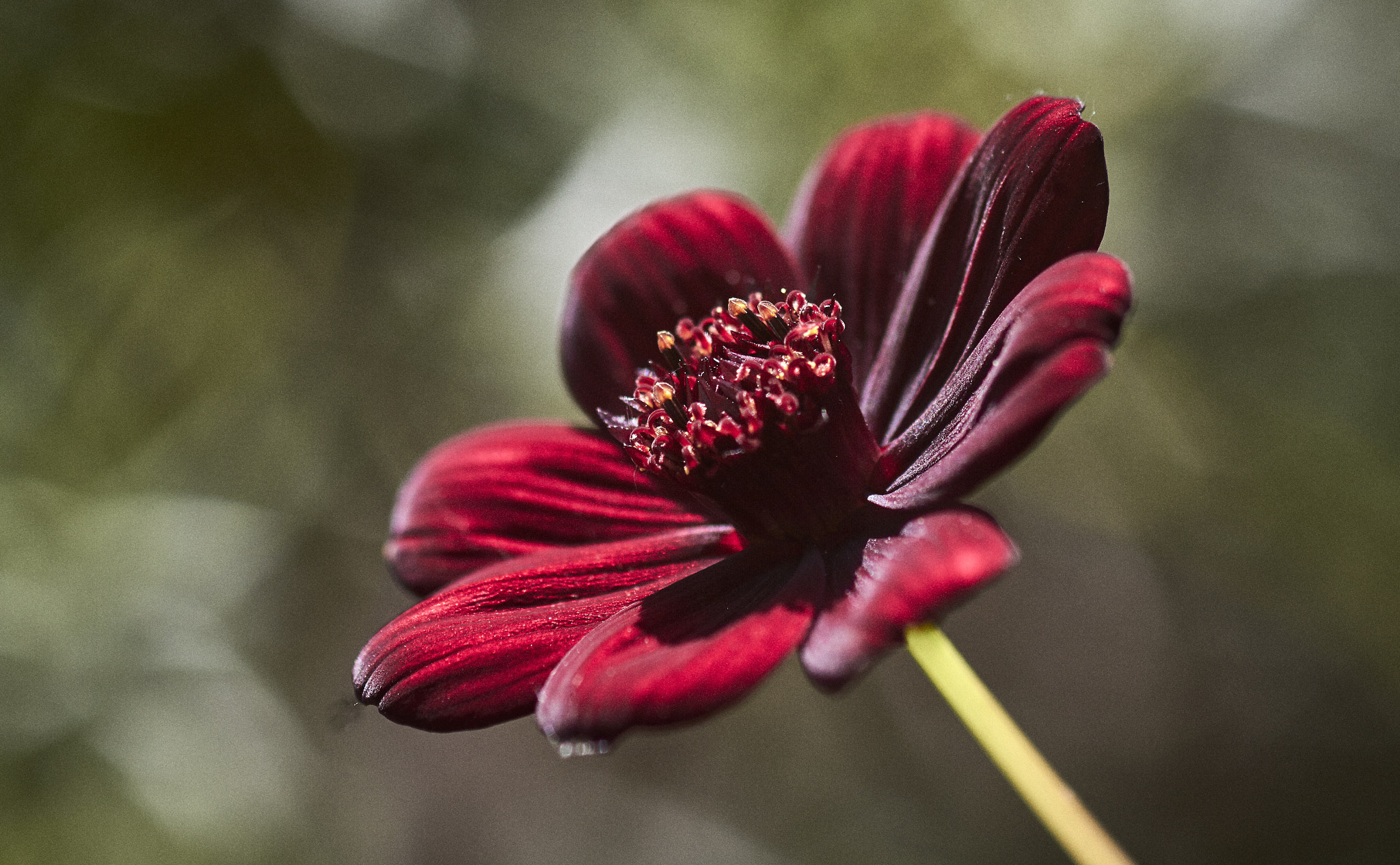 Canon EF 100mm F2.8 Macro USM sample photo. Red flower photography