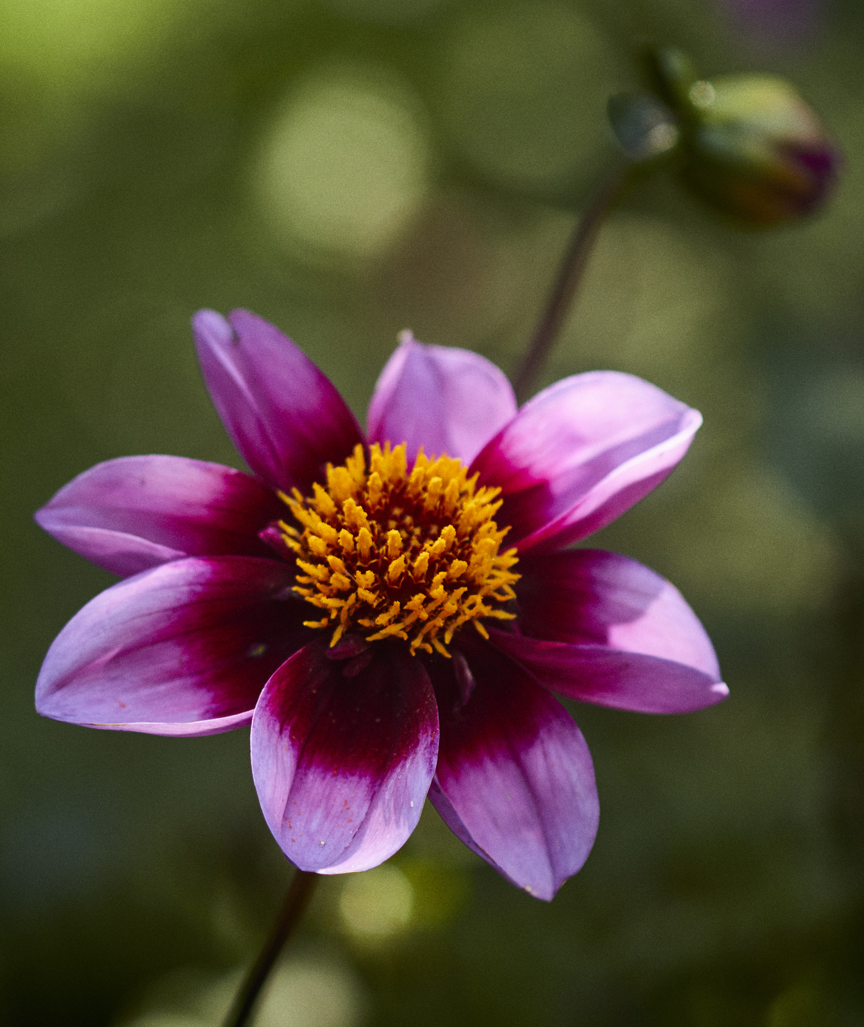 Canon EF 100mm F2.8 Macro USM sample photo. Pink flower photography