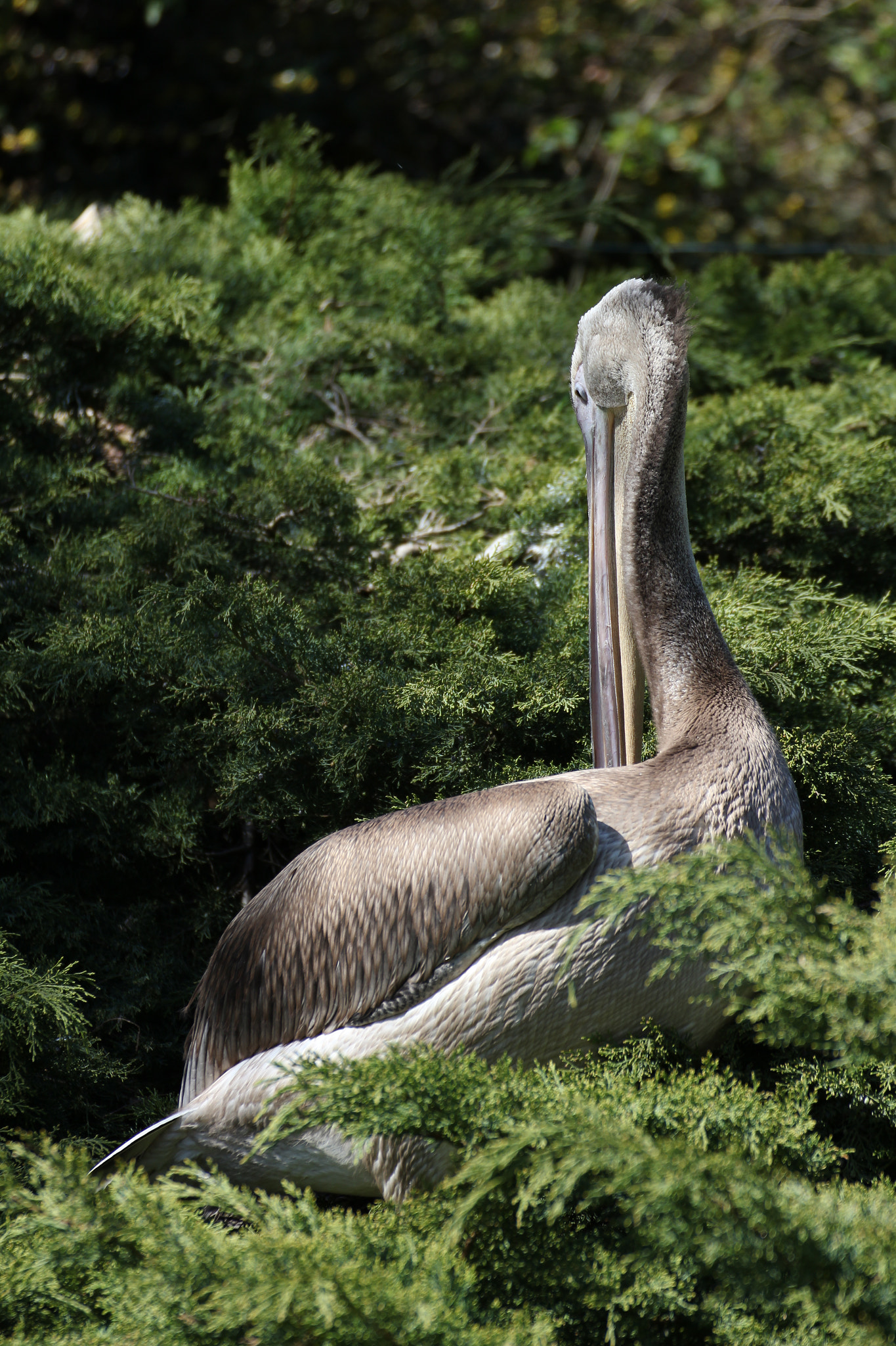 Tamron SP 35mm F1.8 Di VC USD sample photo. Climbing pelican photography
