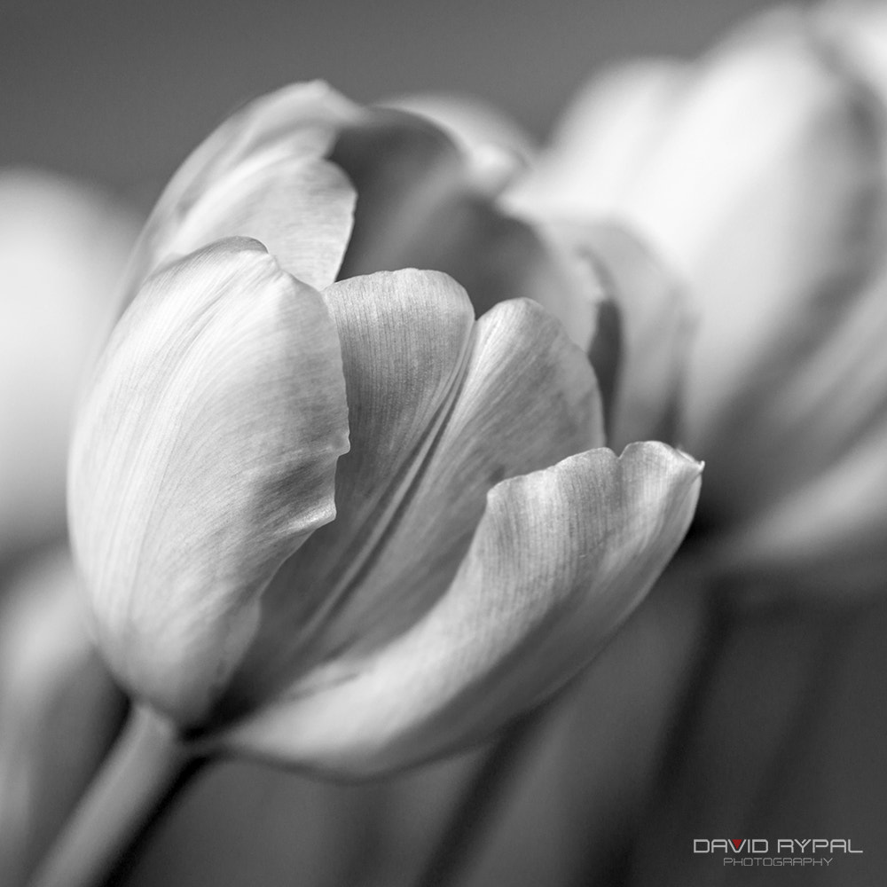 Minolta AF 50mm F3.5 Macro sample photo. A tulip photography