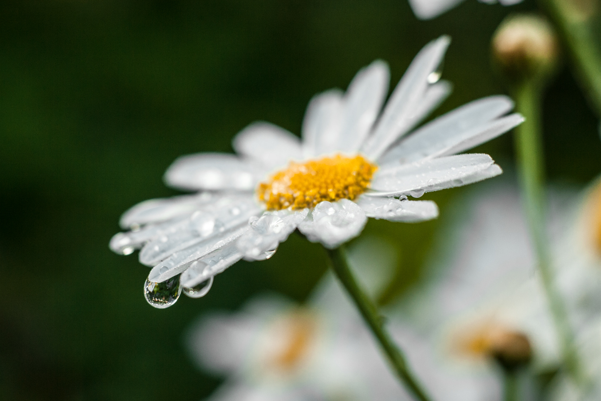 Canon EOS-1D Mark III + Canon EF 50mm F1.8 II sample photo. Después de la lluvia photography