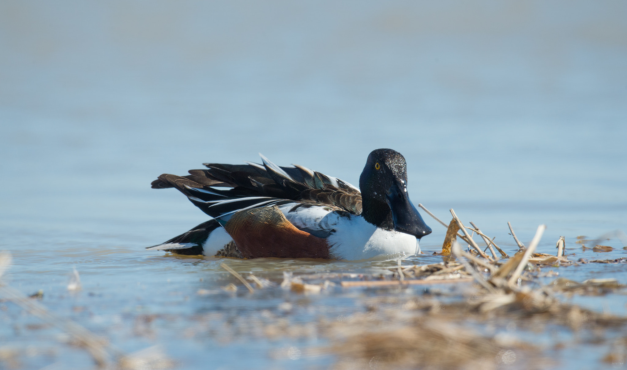 Nikon D4 + Sigma 24-60mm F2.8 EX DG sample photo. Canard souchet - anas clypeata - northern shoveler photography