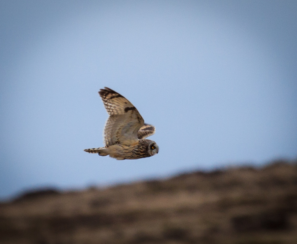 Short Eared Owl