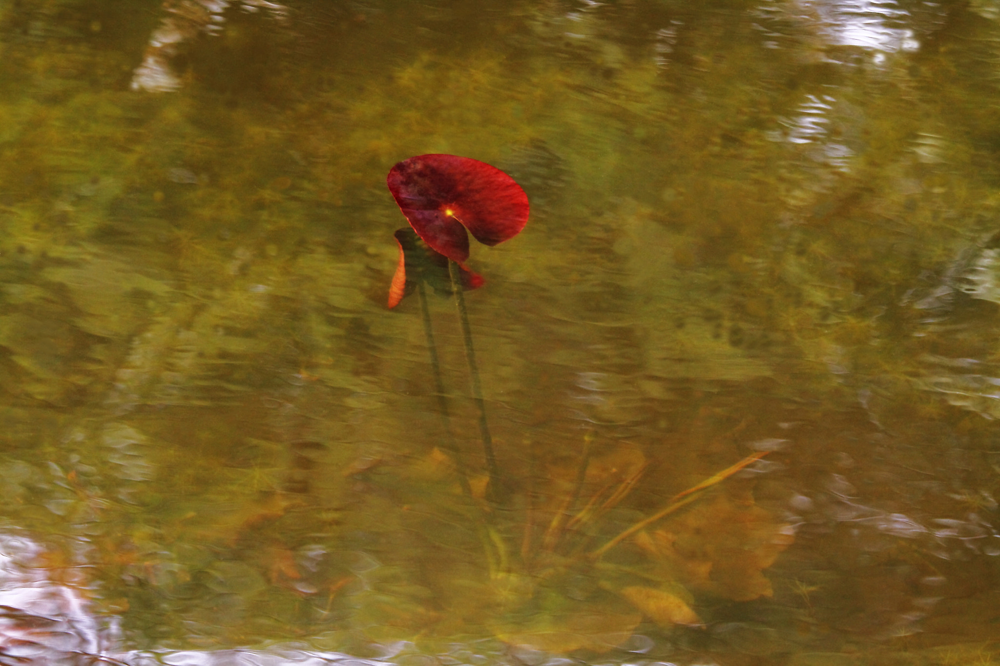 Canon EF 70-200mm F4L IS USM sample photo. Beauty of the lake photography