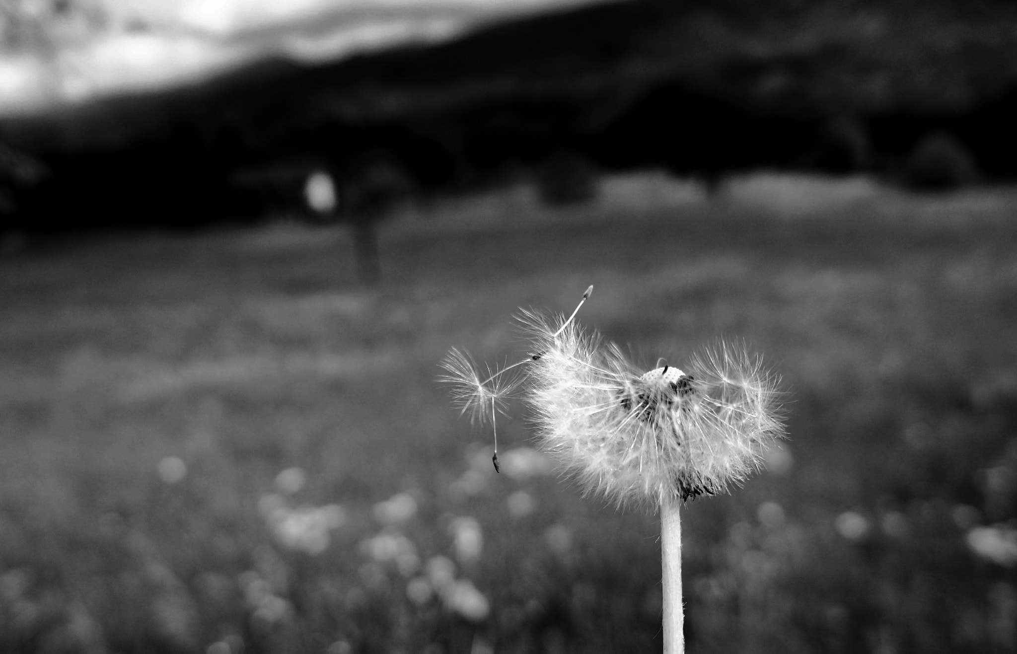 Tamron 18-200mm F3.5-6.3 Di III VC sample photo. #wind photography