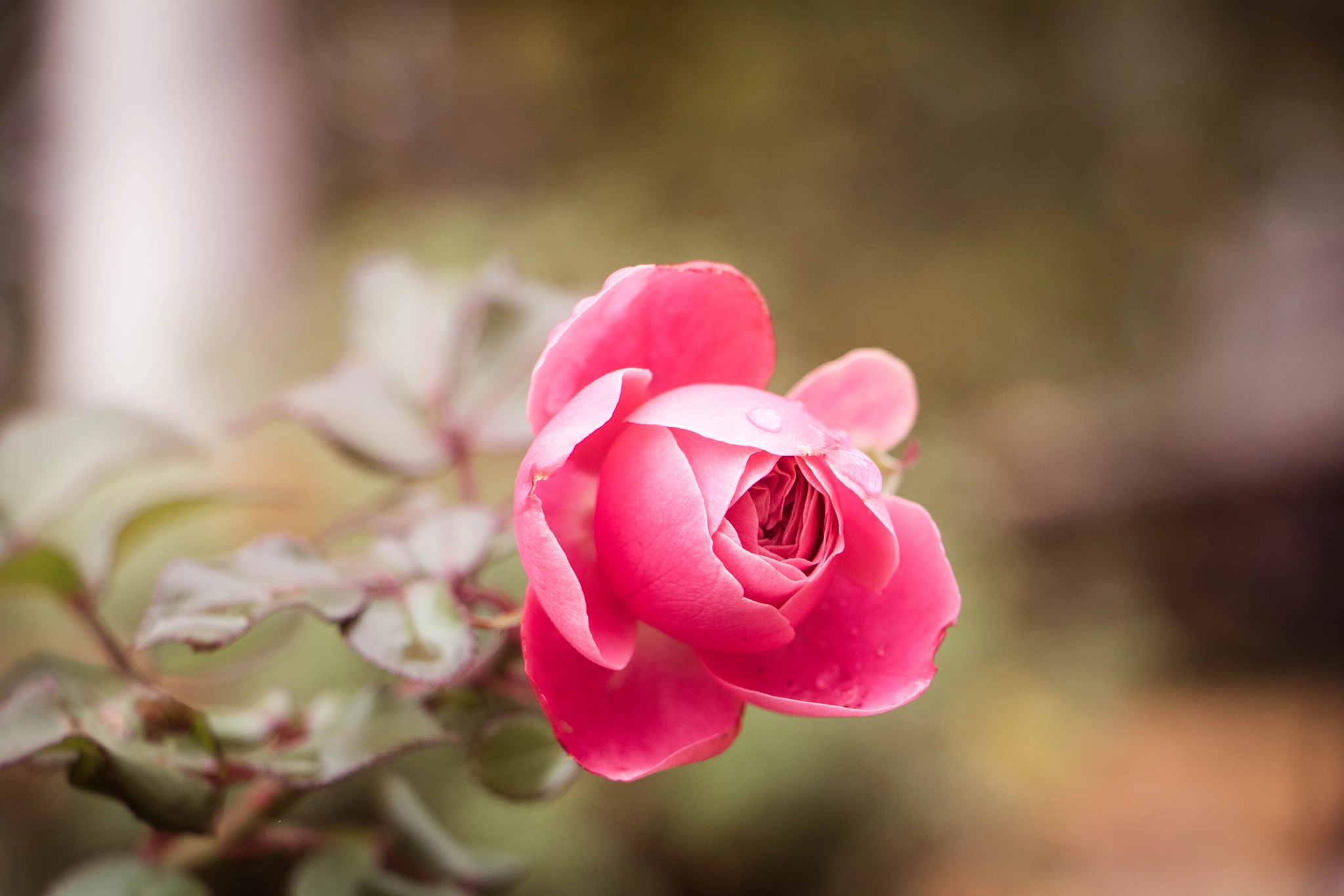 Canon EF-S 18-135mm F3.5-5.6 IS STM sample photo. Rose photography