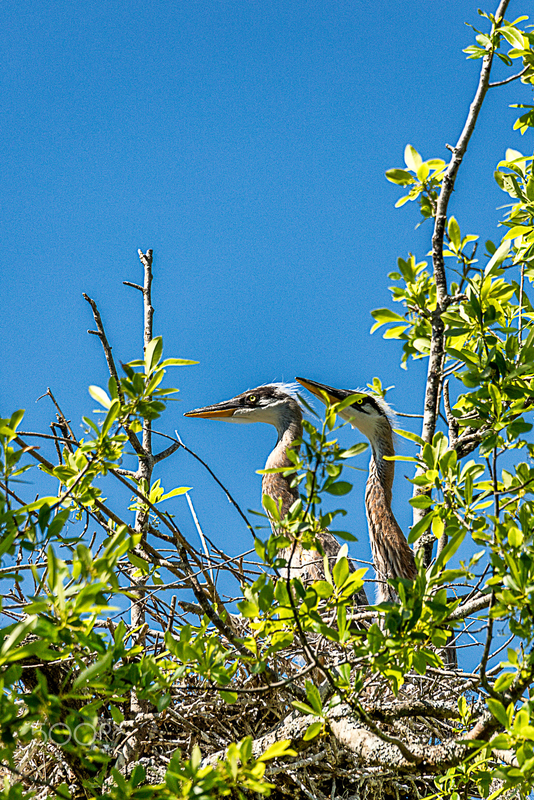 Canon EOS 5DS + Sigma 150-600mm F5-6.3 DG OS HSM | C sample photo. Great blue heron chicks photography