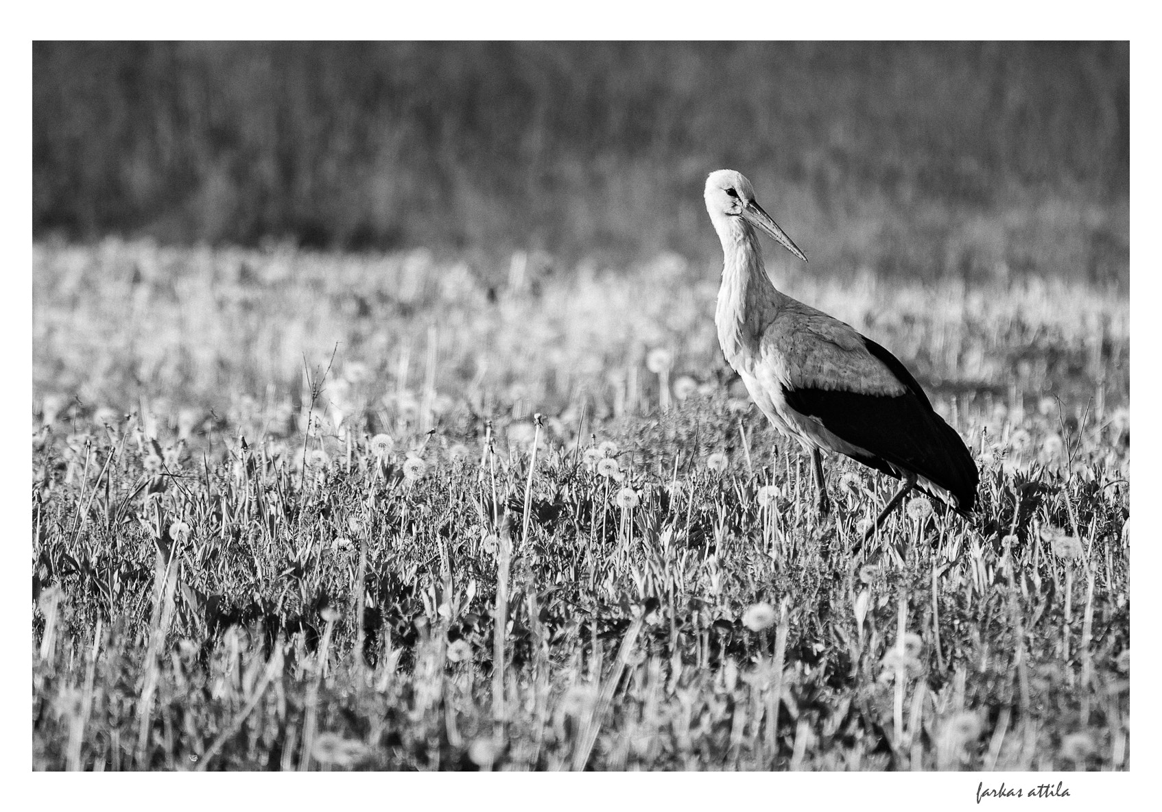 Nikon D60 sample photo. White stork photography