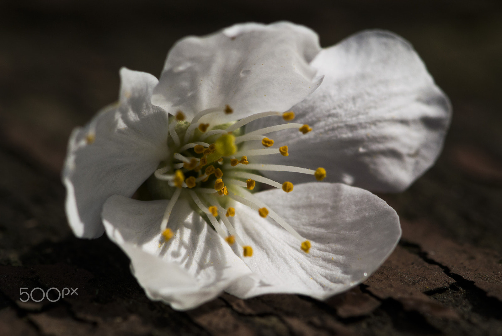 Nikon 1 V1 sample photo. Spring in white - pear photography